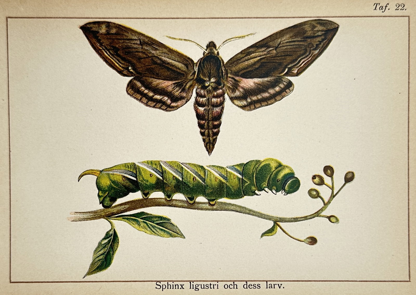 Gottfrid Adlerz (1858–1918) – Entomological Study of Sphinx Ligustri and its Larva –: "Sphinx ligustri och dess larv." presents a scientific entomological study showcasing the privet hawk-moth across different life stages. The composition features an adult moth detailed with wide brown
