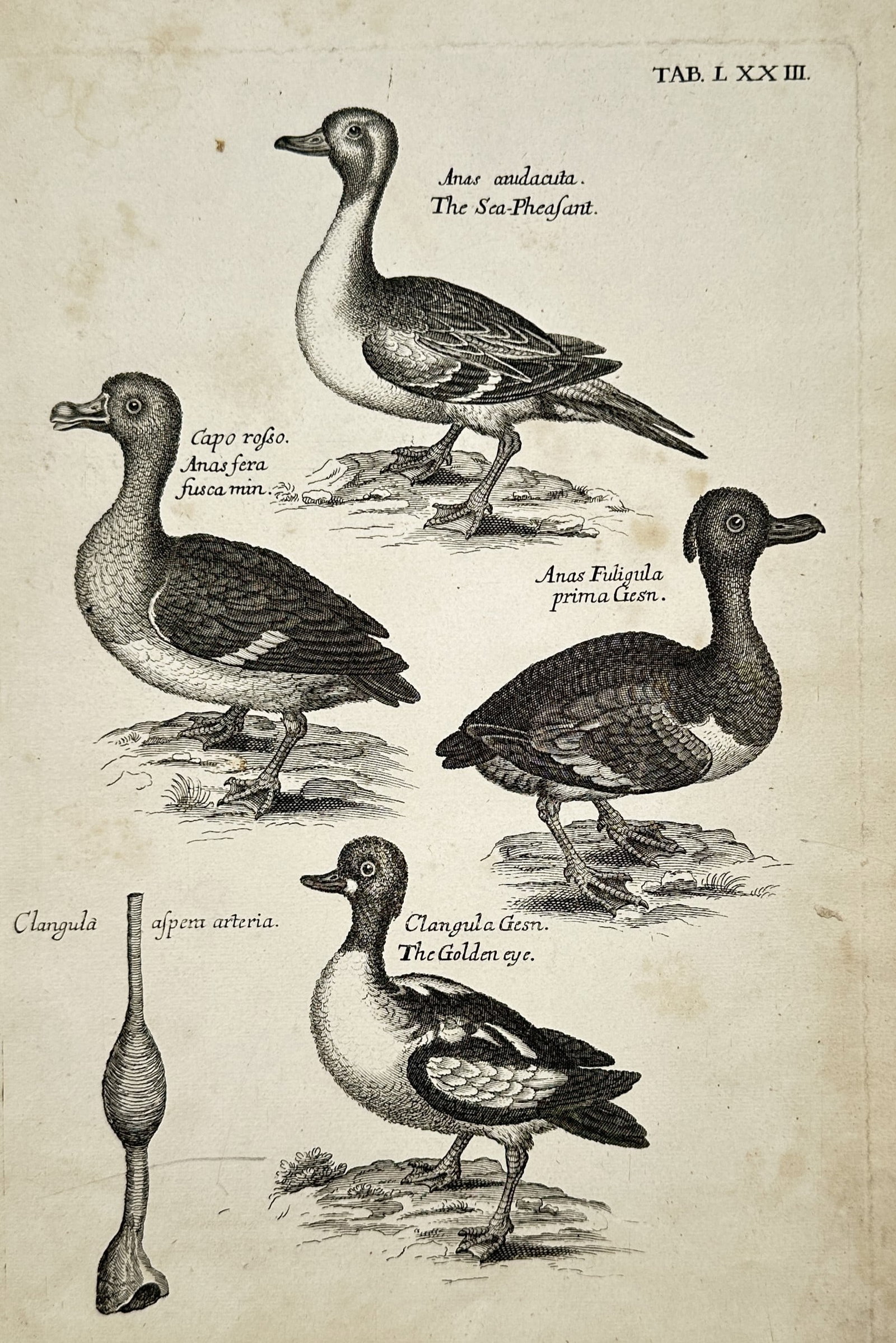 Francis Willughby (1635–1672) – Ornithological Study of Waterfowl and Goldeneye Anatomy: Ornithologia presents a pioneering scientific study showcasing four distinct species of waterfowl alongside an anatomical diagram. The composition depicts various ducks, including a northern pintail n
