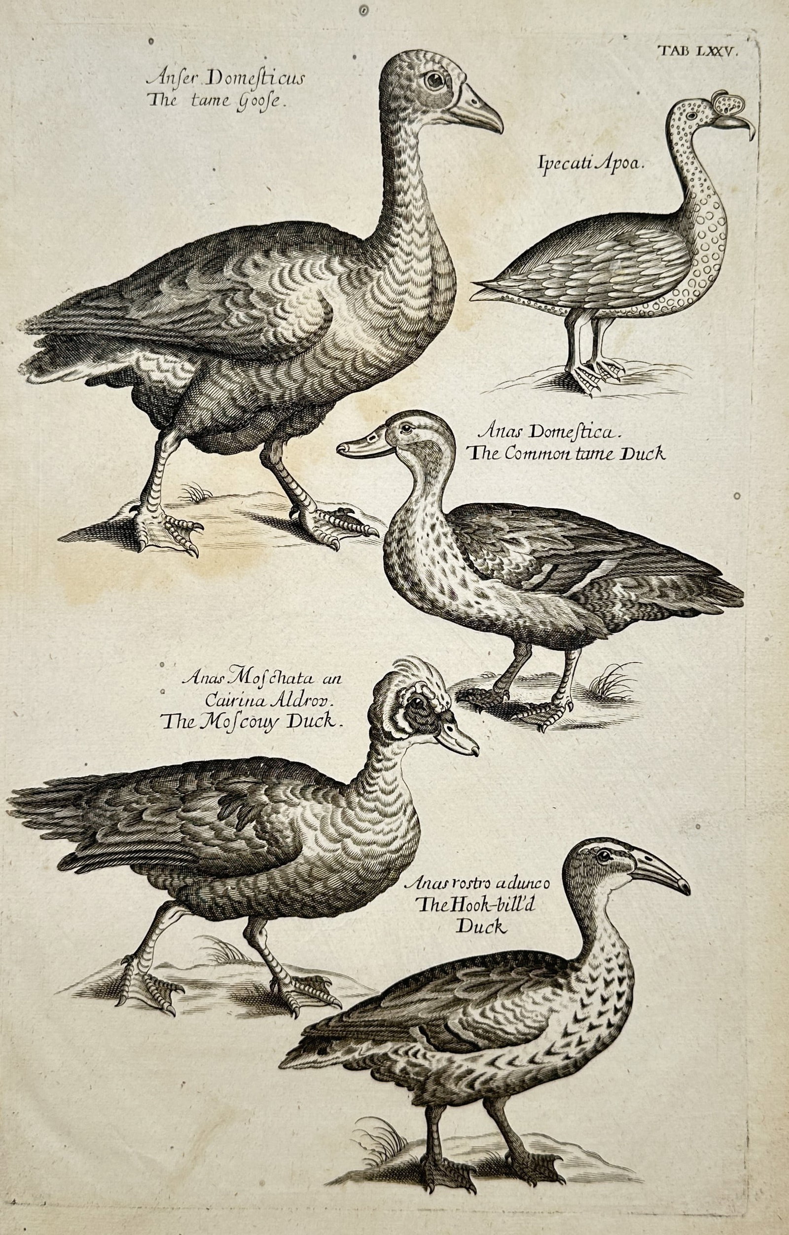 Francis Willughby (1635–1672) – Ornithological Study of Domestic Waterfowl and Ducks – (1 of 2)