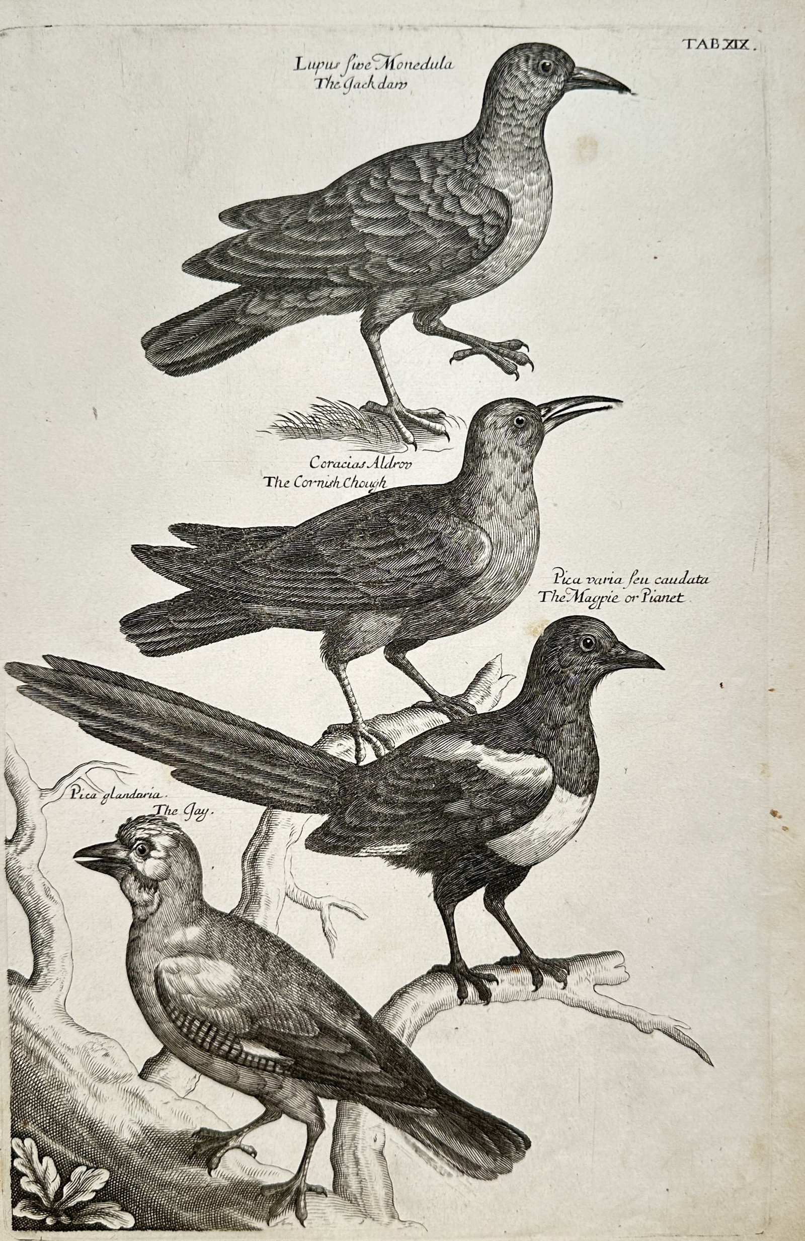 Francis Willughby (1635–1672) – Ornithological Study of Corvids and Land Birds – Engraving (1 of 2)