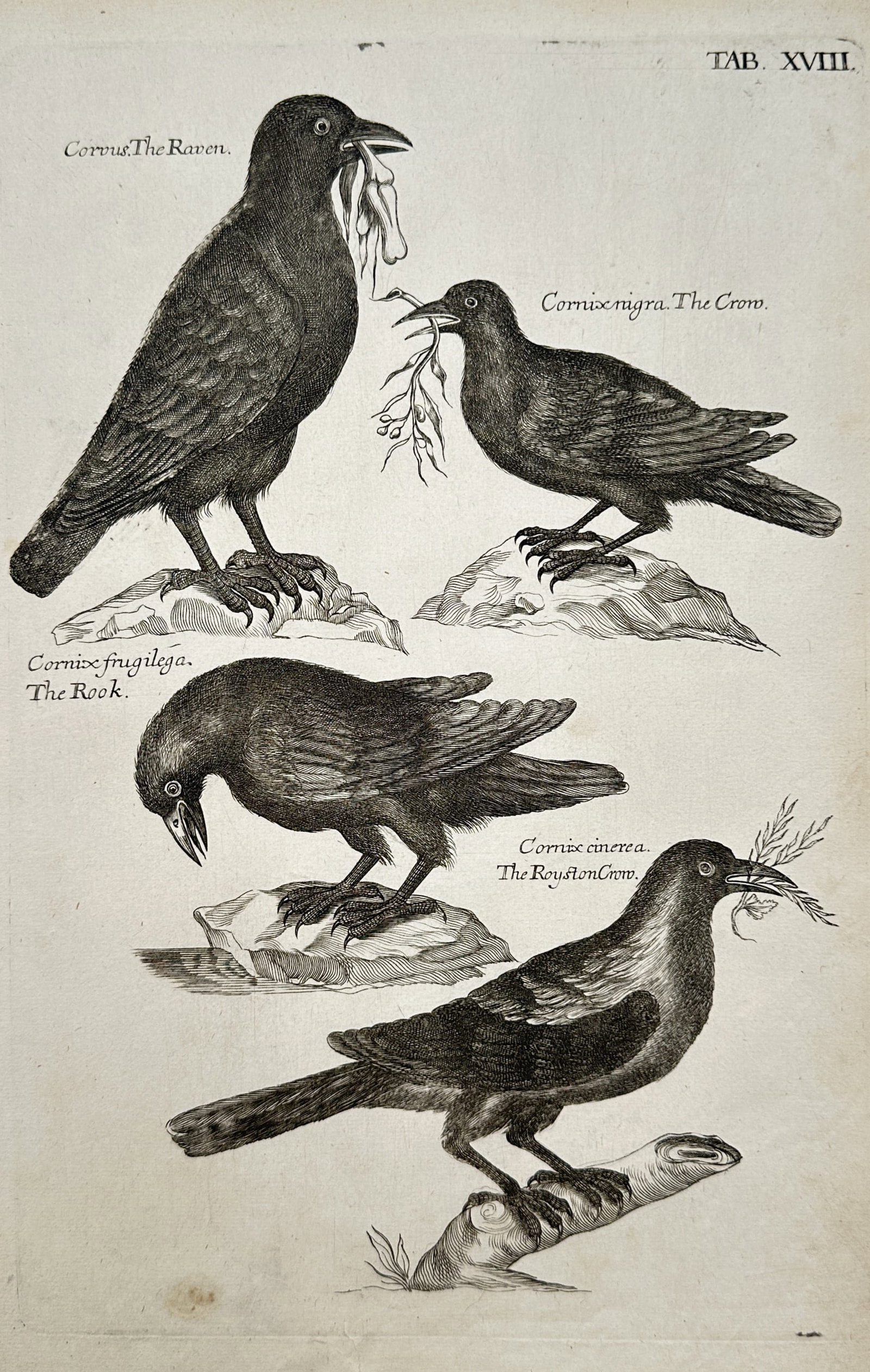 Francis Willughby (1635–1672) – Ornithological Study of Large Crows and Ravens – Engraving (1 of 2)