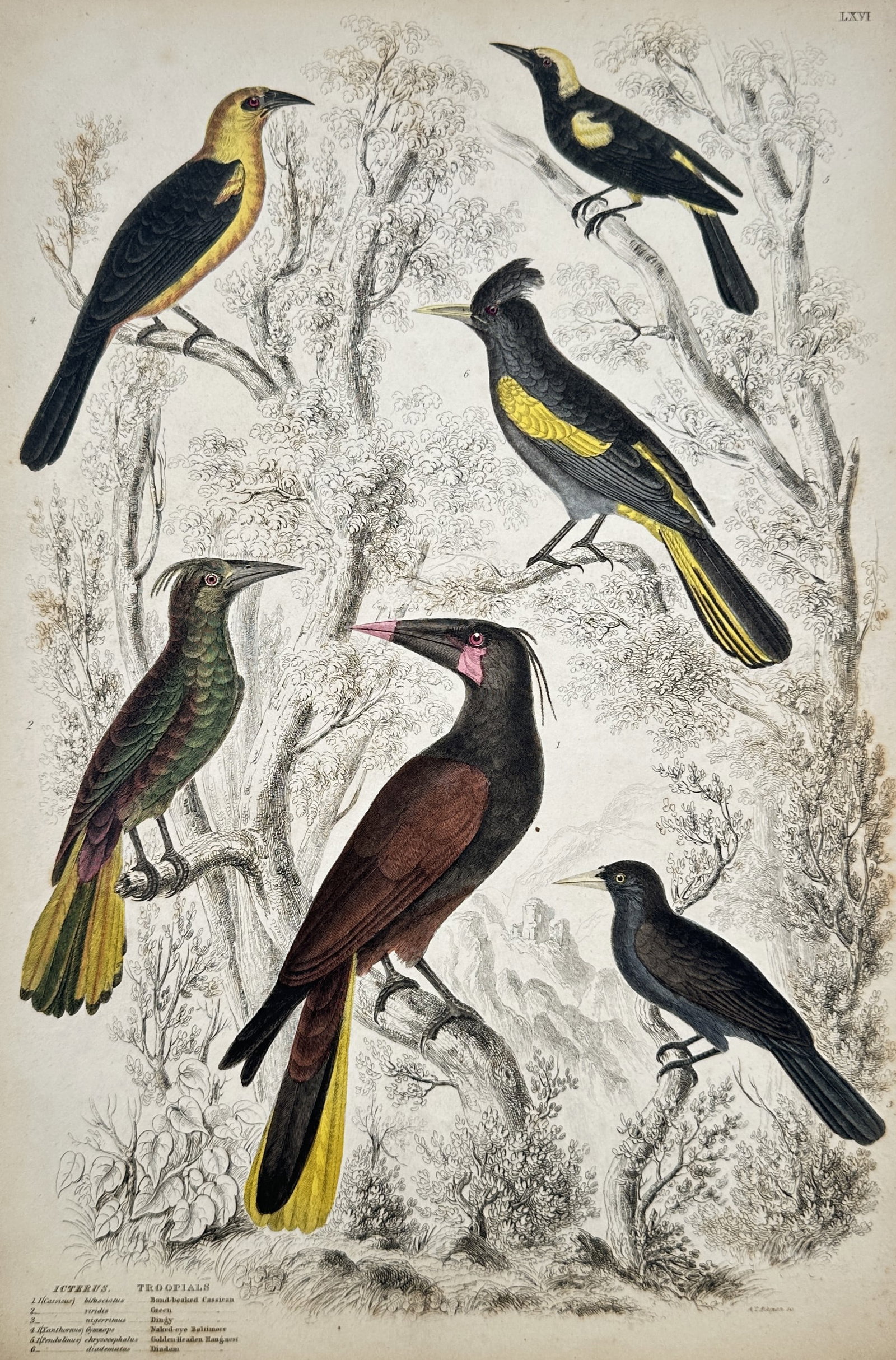 Captain Thomas Brown – Ornithological Study of Troupials and Icteric Birds (1 of 2)