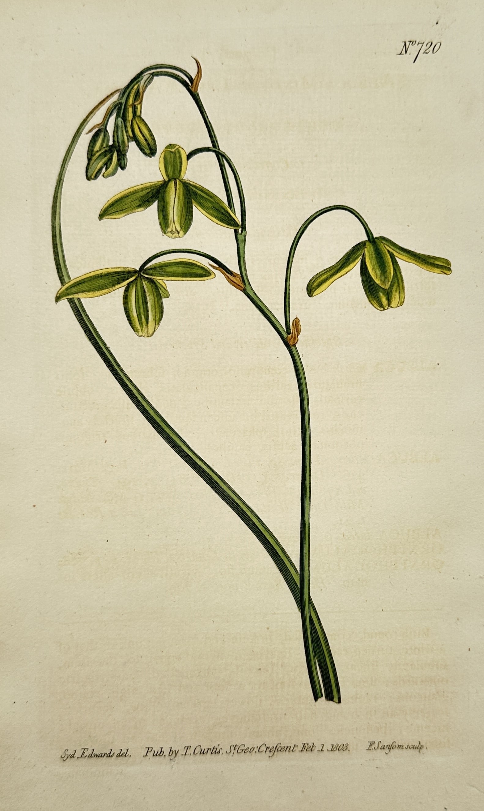 Thomas Curtis – Botanical Study of a Flowering Green Plant – Hand-coloured engraving (1803) (1 of 2)