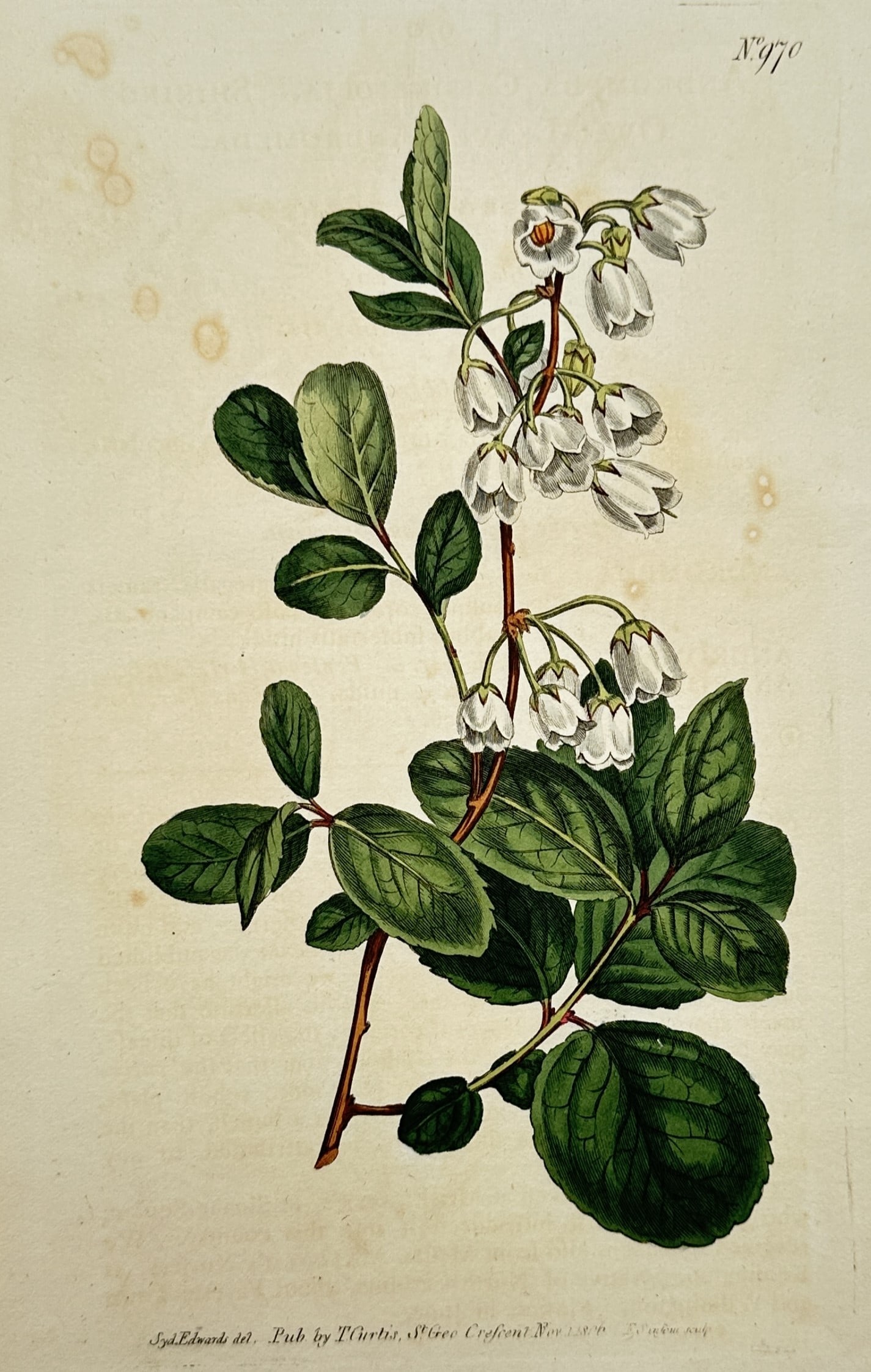 Thomas Curtis – Botanical Study of Andromeda Cassinefolia – Hand-coloured engraving (1806) (1 of 2)