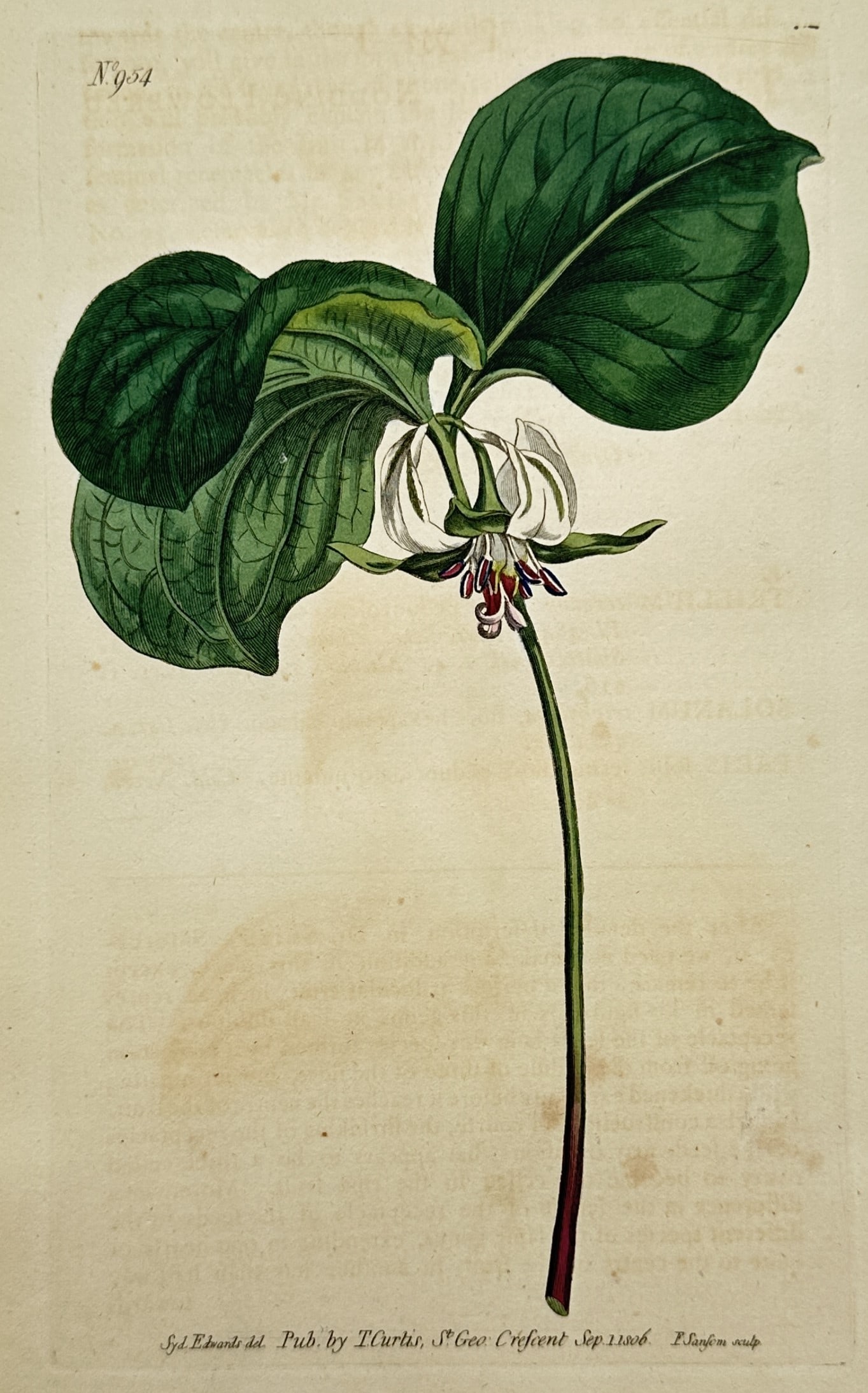 Thomas Curtis – Botanical Study of a Trillium Specimen – Hand-coloured engraving (1806) (1 of 2)