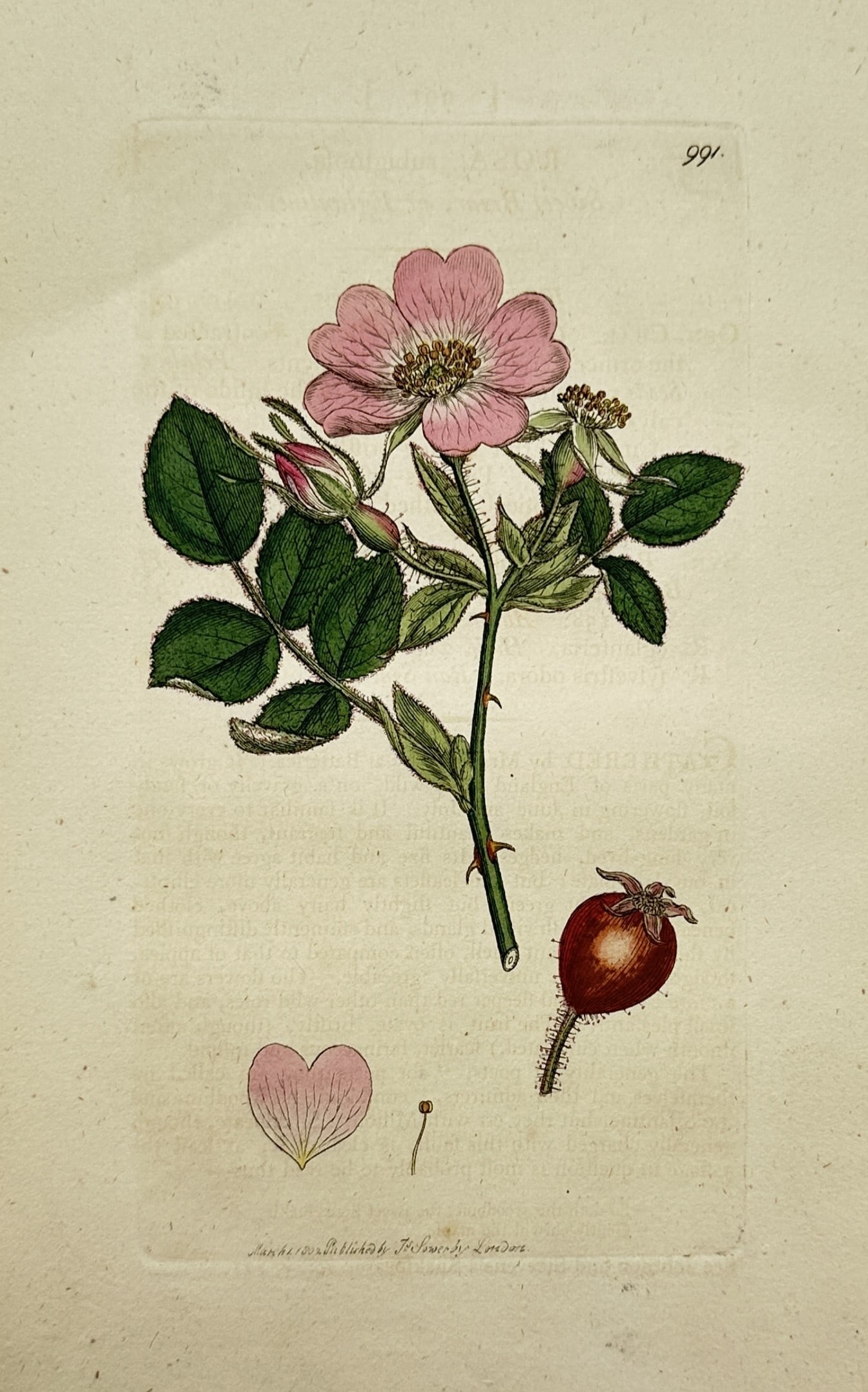 James Sowerby (1757–1822) – Botanical Study of a Pink Wild Rose – Hand-coloured engraving (1 of 2)