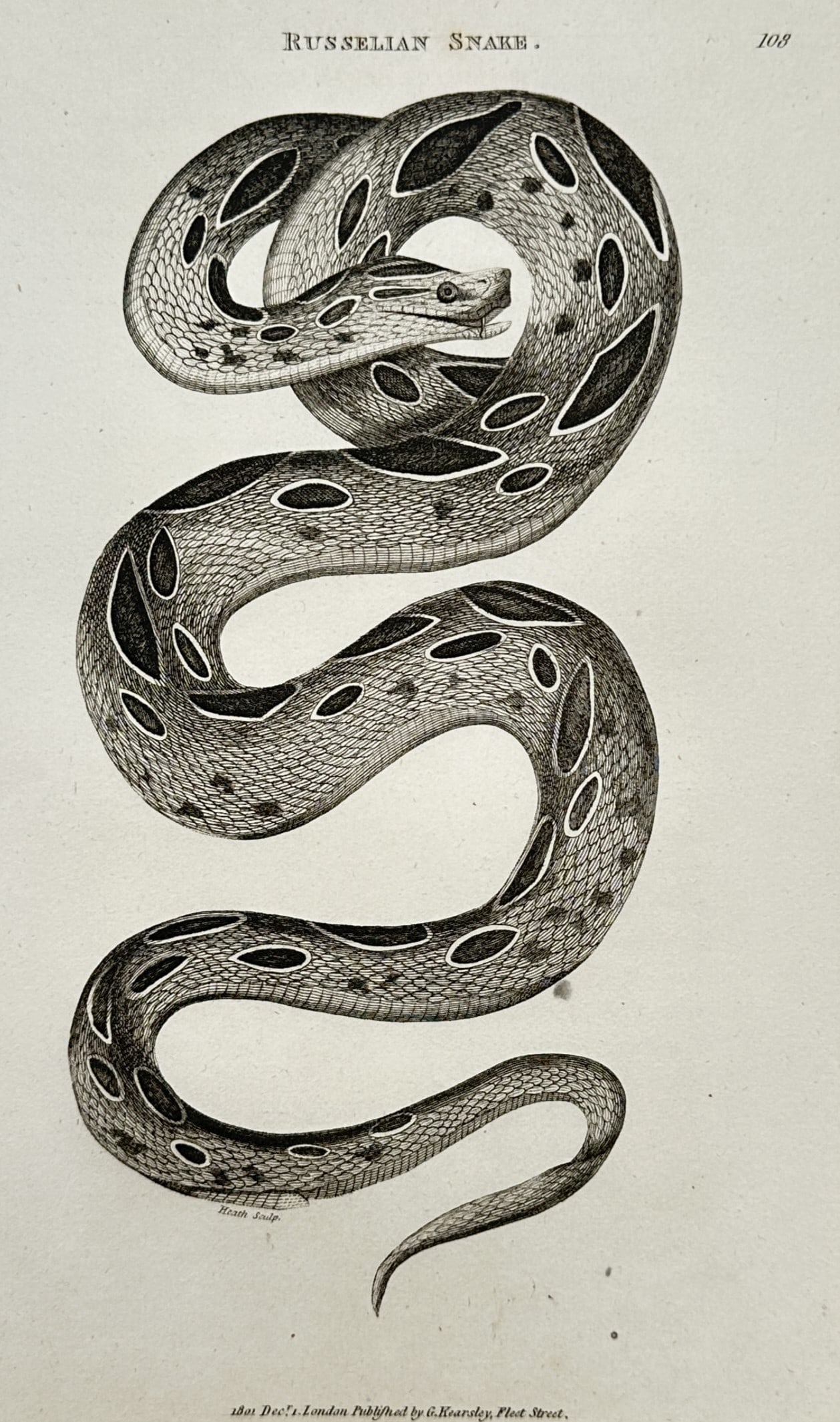 George Shaw (1751–1813) – Herpetological Study of a Russellian Snake – Engraving (1802): "Russelian Snake" presents a scientific herpetological study showcasing a large venomous serpent coiled vertically against a clean neutral ground. The composition captures the detailed texture of the 