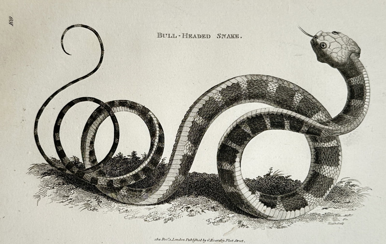 George Shaw (1751–1813) – Herpetological Study of a Bull-Heated Snake – Engraving (1802) (1 of 2)