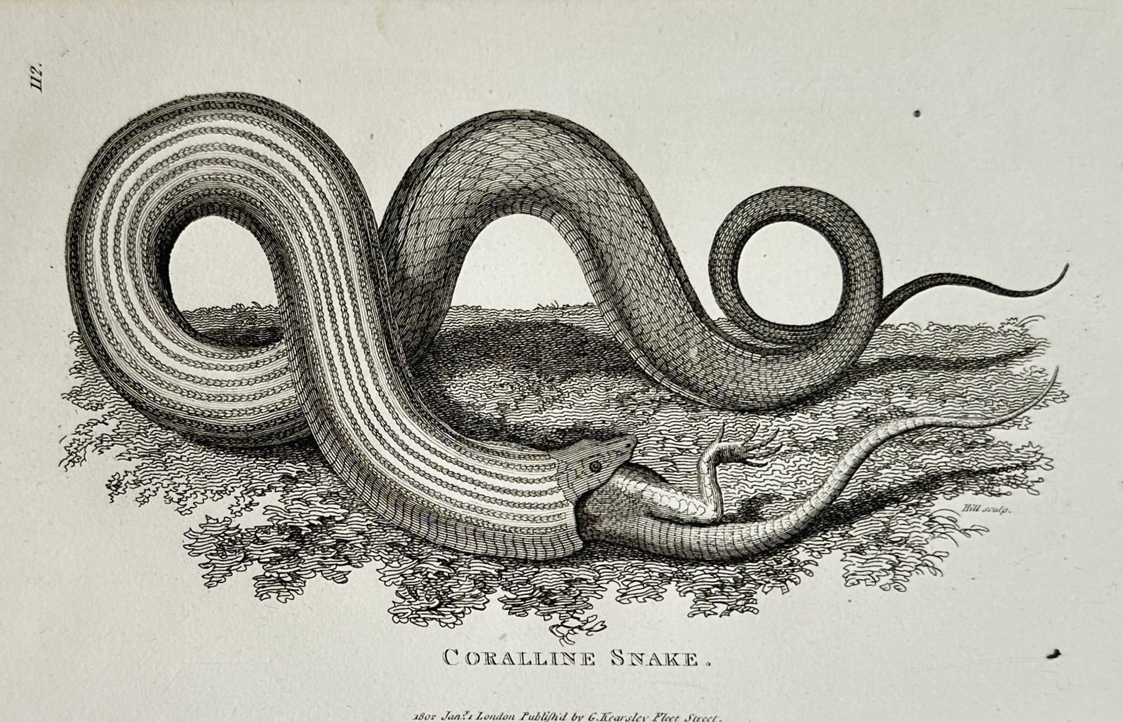 George Shaw (1751–1813) – Herpetological Study of a Coralline Snake – Engraving (1802) (1 of 2)
