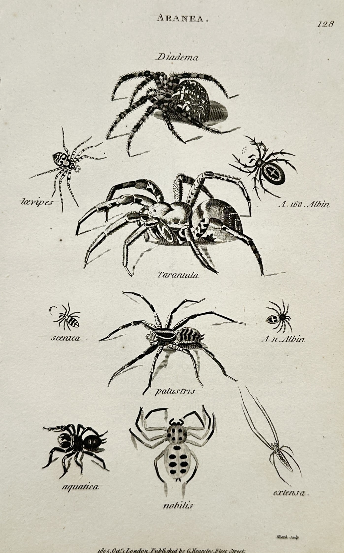 George Shaw (1751–1813) – Entomological Study of Aranea and Various Spiders – Engraving (1805): "Aranea" presents a scientific entomological study showcasing several distinct species of spiders arranged across a clean neutral ground. The composition features various arachnids, including a promin