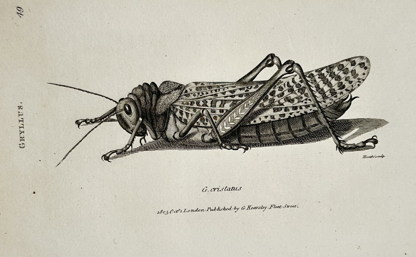 George Shaw (1751–1813) – Entomological Study of a Gryllus Cristatus Grasshopper – Engraving (1 of 2)