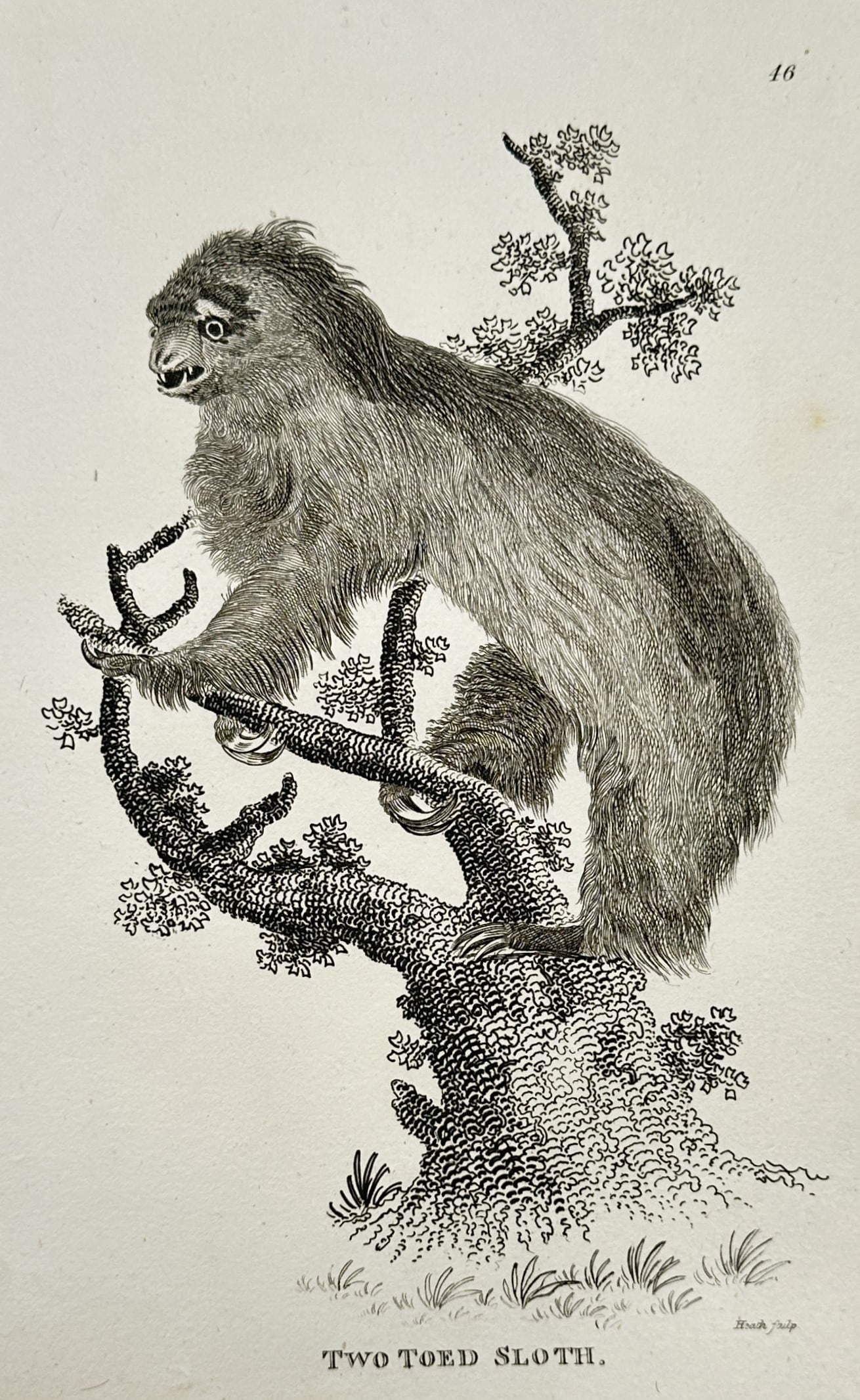 George Shaw (1751–1813) – Zoological Study of a Two-Toed Sloth – Engraving (1800) (1 of 2)