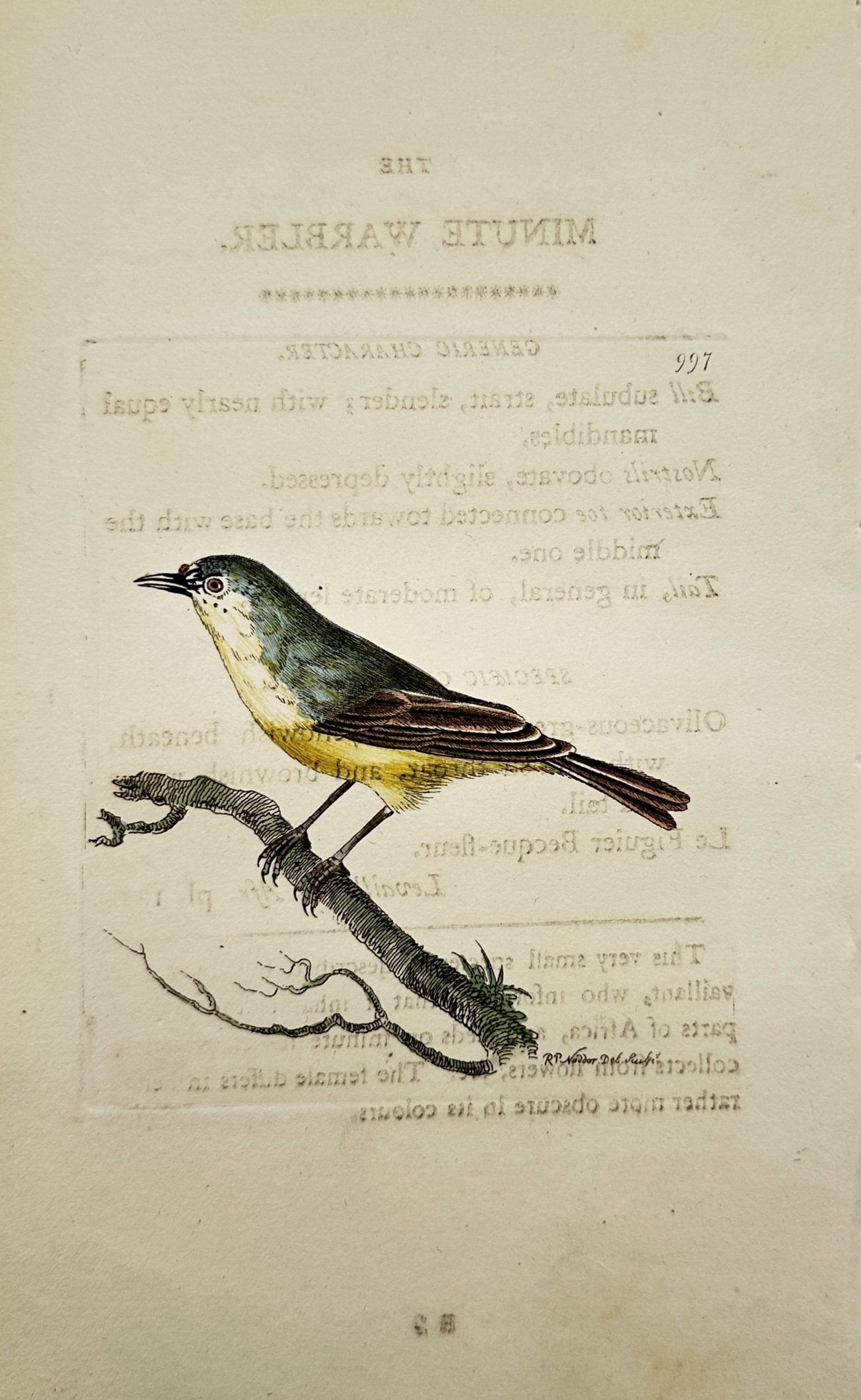 Richard Polydore Nodder – Ornithological Study of the Minute Warbler – Hand-coloured engraving (1 of 2)