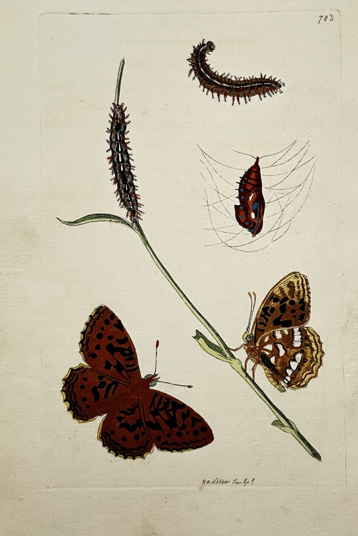 Richard Polydore Nodder – Entomological Study of Butterflies and Metamorphosis Stages (1 of 2)