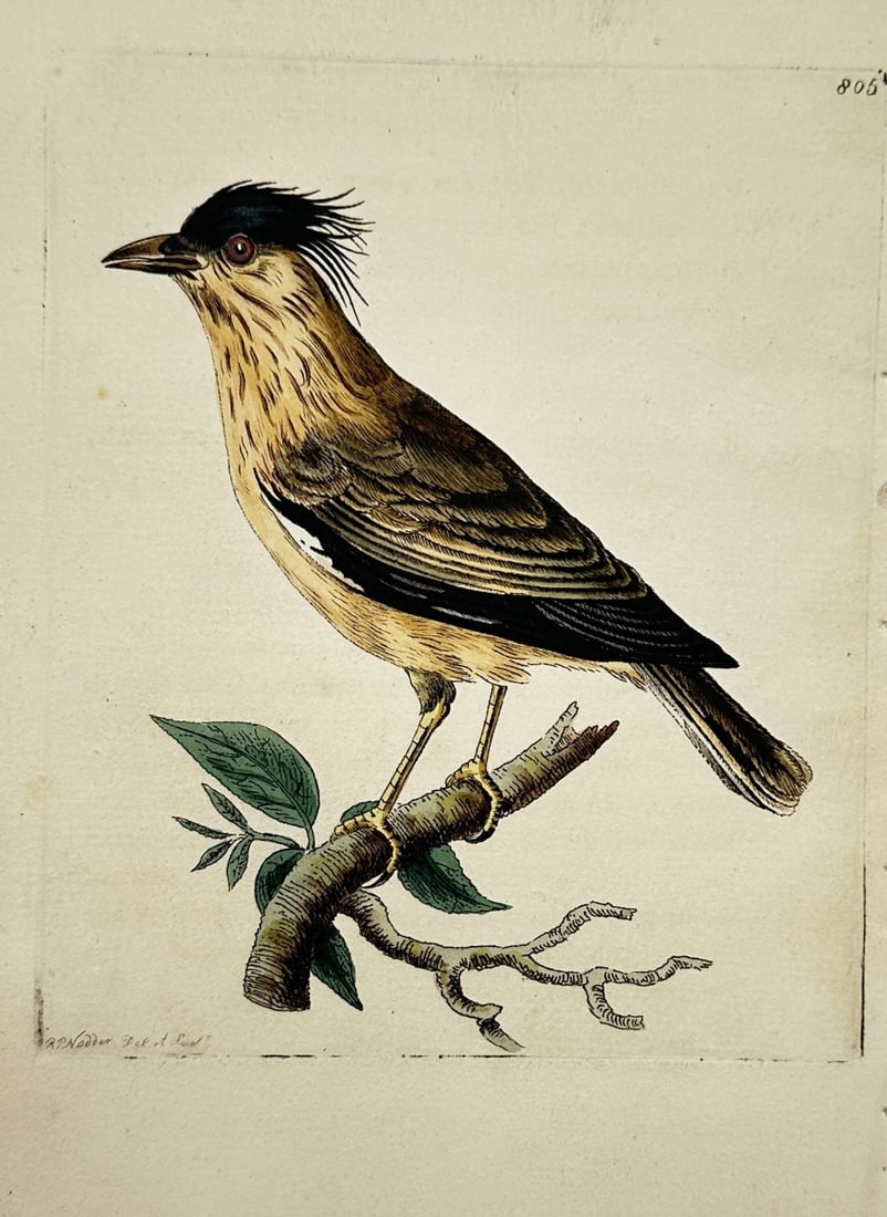Richard Polydore Nodder – Ornithological Study of a Crested Bird – Hand-coloured engraving (1 of 2)