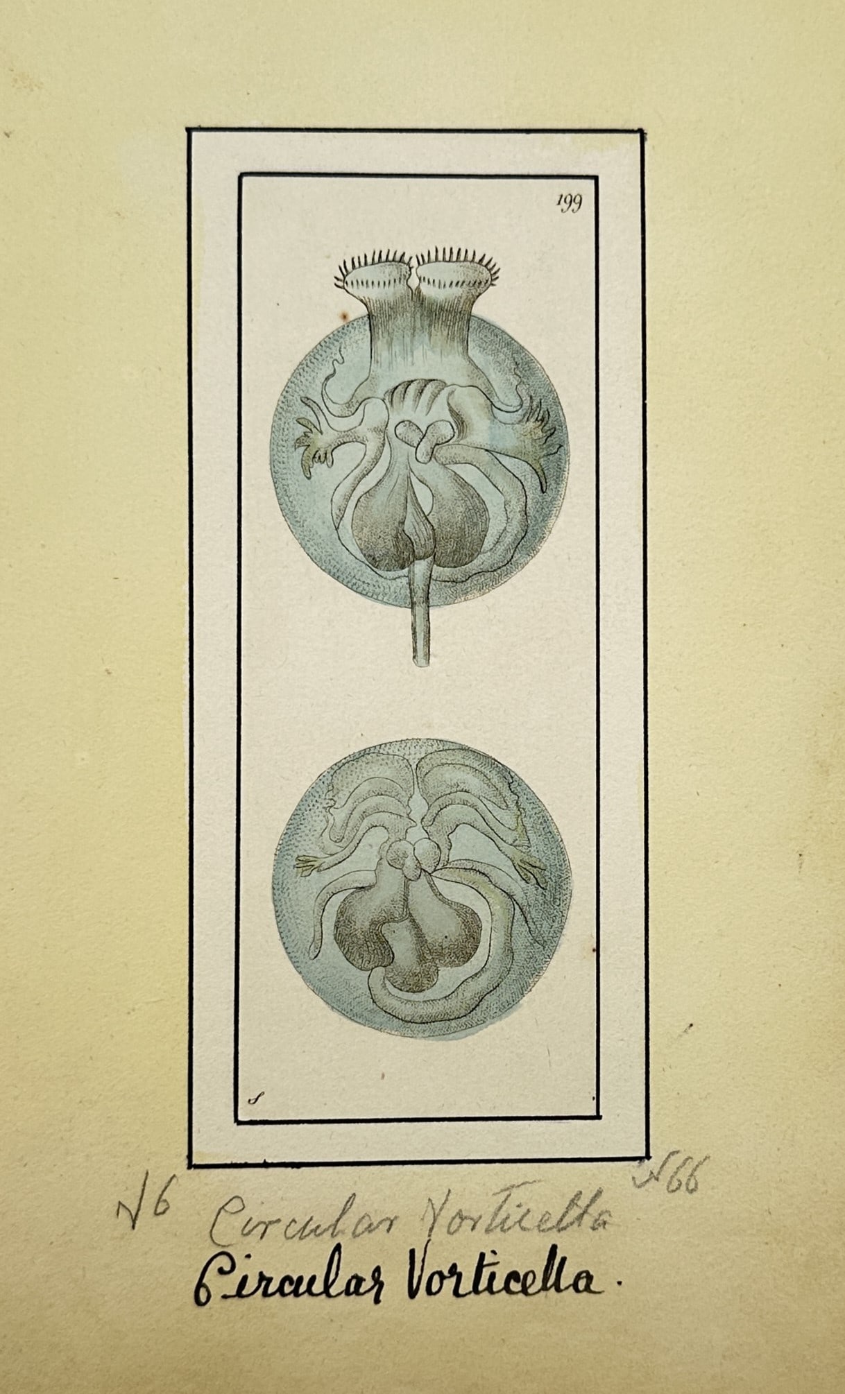 Richard Polydore Nodder – Microscopic Study of Circular Vorticella – Hand-coloured engraving (1 of 2)