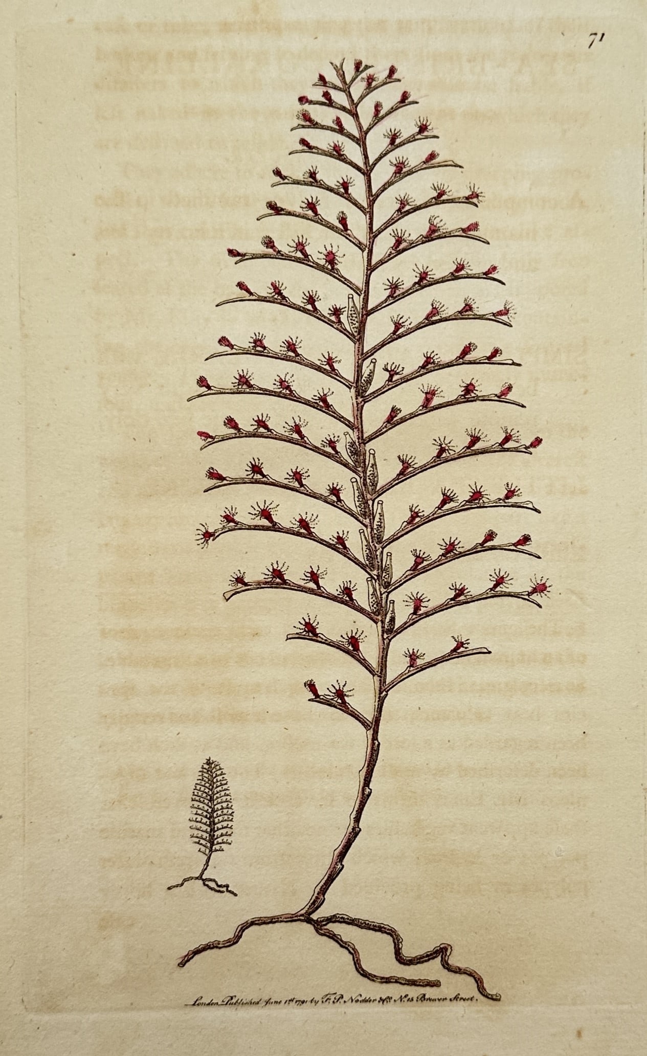 Frederick Polydore Nodder – Marine Study of a Small Sea-Bristle Coralline: "Small Sea-Bristle Coralline" presents a detailed scientific natural history study showcasing a specimen of colonial marine hydroid. The composition depicts a central, upright branching organism adorn