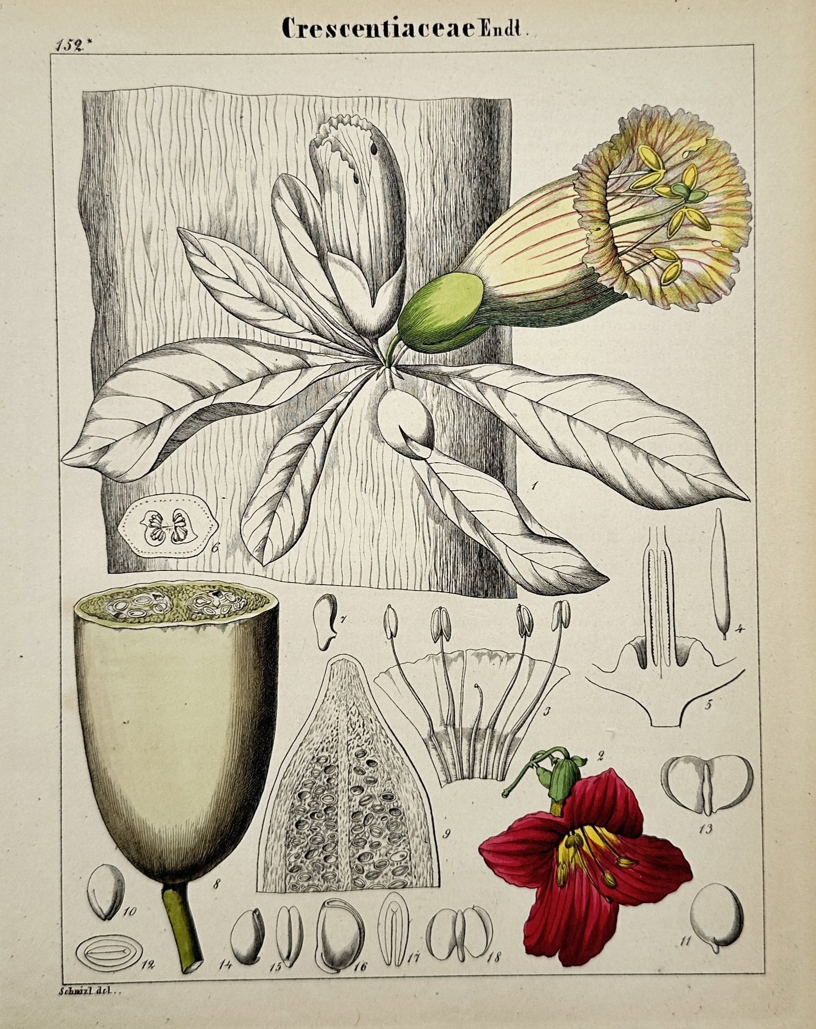 Adalbert Schnizlein – Botanical Study of Crescentiaceae – Hand-coloured lithograph (1843–1870): "Crescentiaceae" presents a detailed scientific natural history illustration showcasing the morphological features of the calabash tree family. The composition displays a central branch structure with