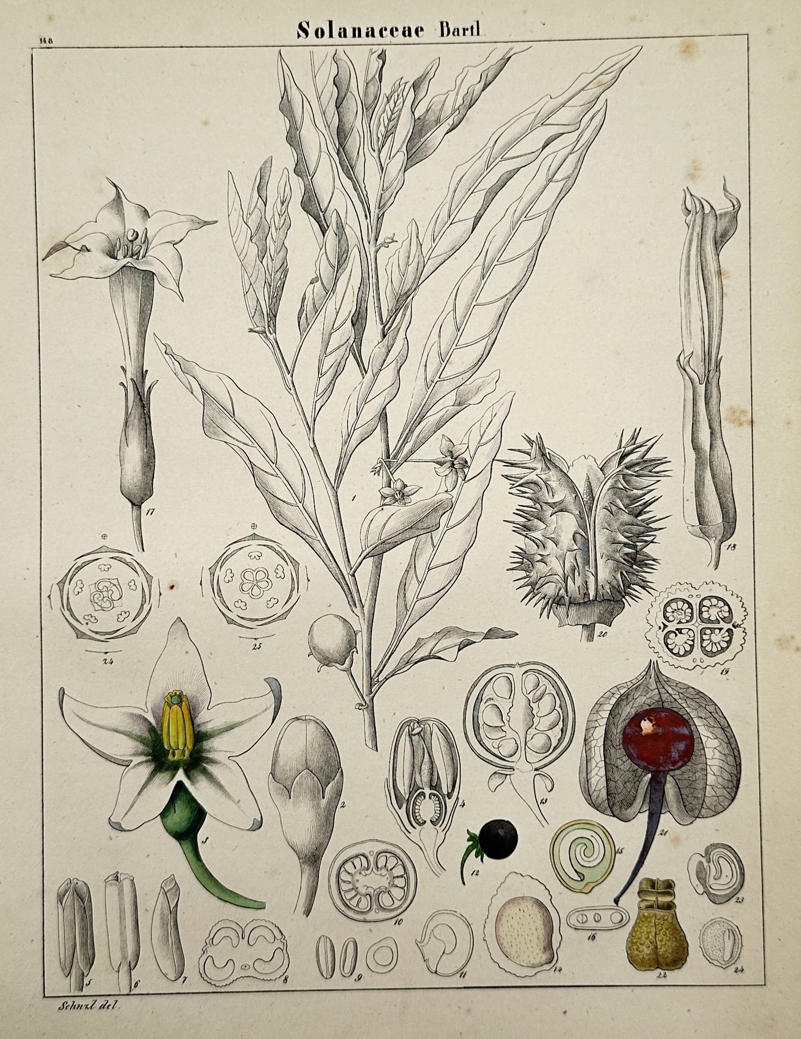 Adalbert Schnizlein – Botanical Study of Solanaceae – Hand-coloured lithograph (1843–1870): "Solanaceae" presents a detailed scientific natural history illustration showcasing the morphological features of the nightshade plant family. The composition displays a central leafy branch structure