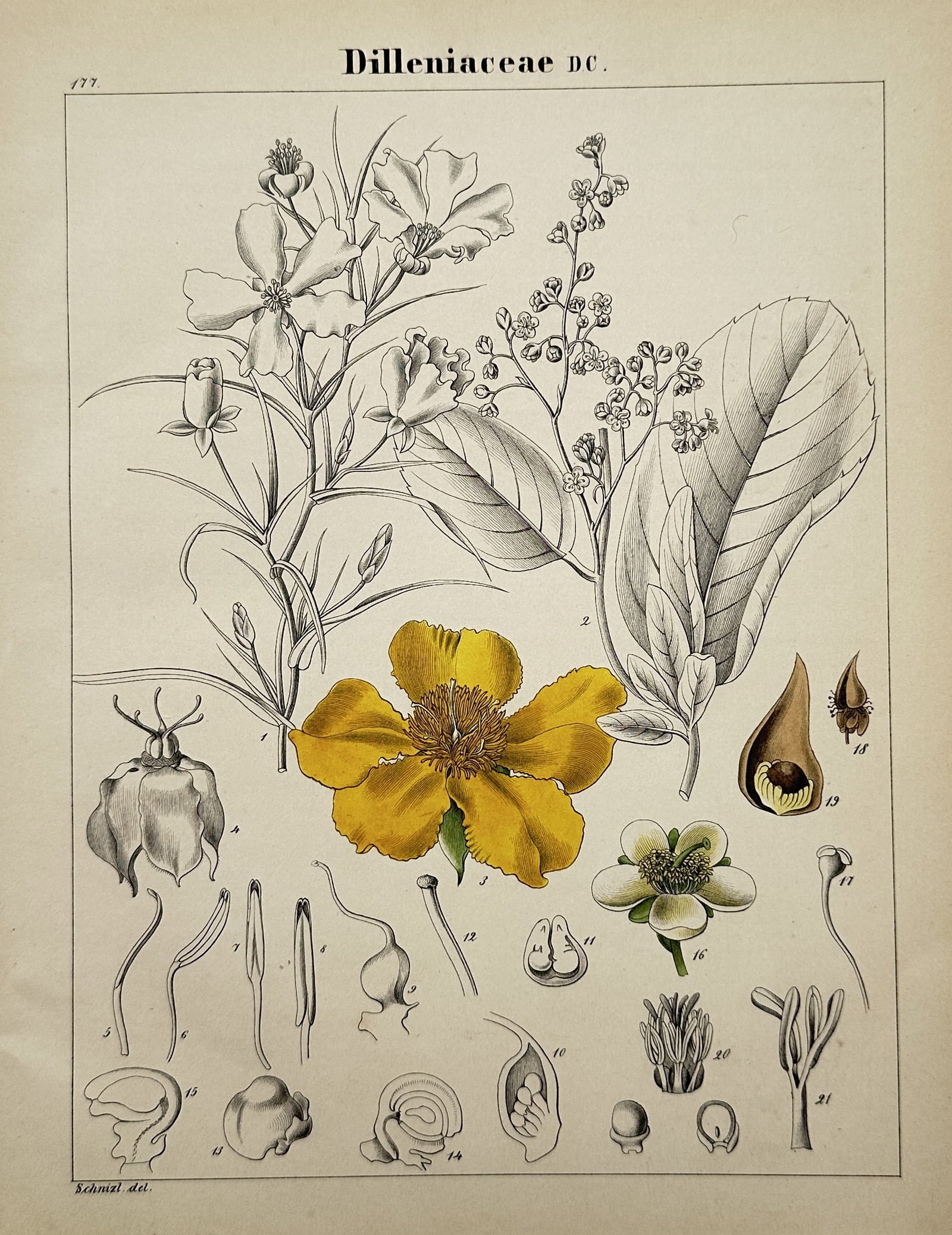 Adalbert Schnizlein – Botanical Study of Dilleniaceae – Hand-coloured lithograph (1843–1870): Dilleniaceae presents a detailed scientific natural history illustration showcasing the morphological features of the dillenia plant family. The composition displays flowering stems with serrated leav