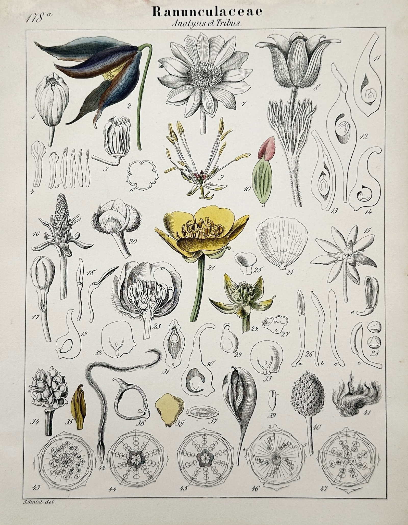 Adalbert Schnizlein – Botanical Study of Ranunculaceae – Hand-coloured lithograph (1843–1870): Ranunculaceae presents a detailed scientific natural history illustration showcasing the morphological features of the buttercup plant family. The composition displays various flowering stems, a centr