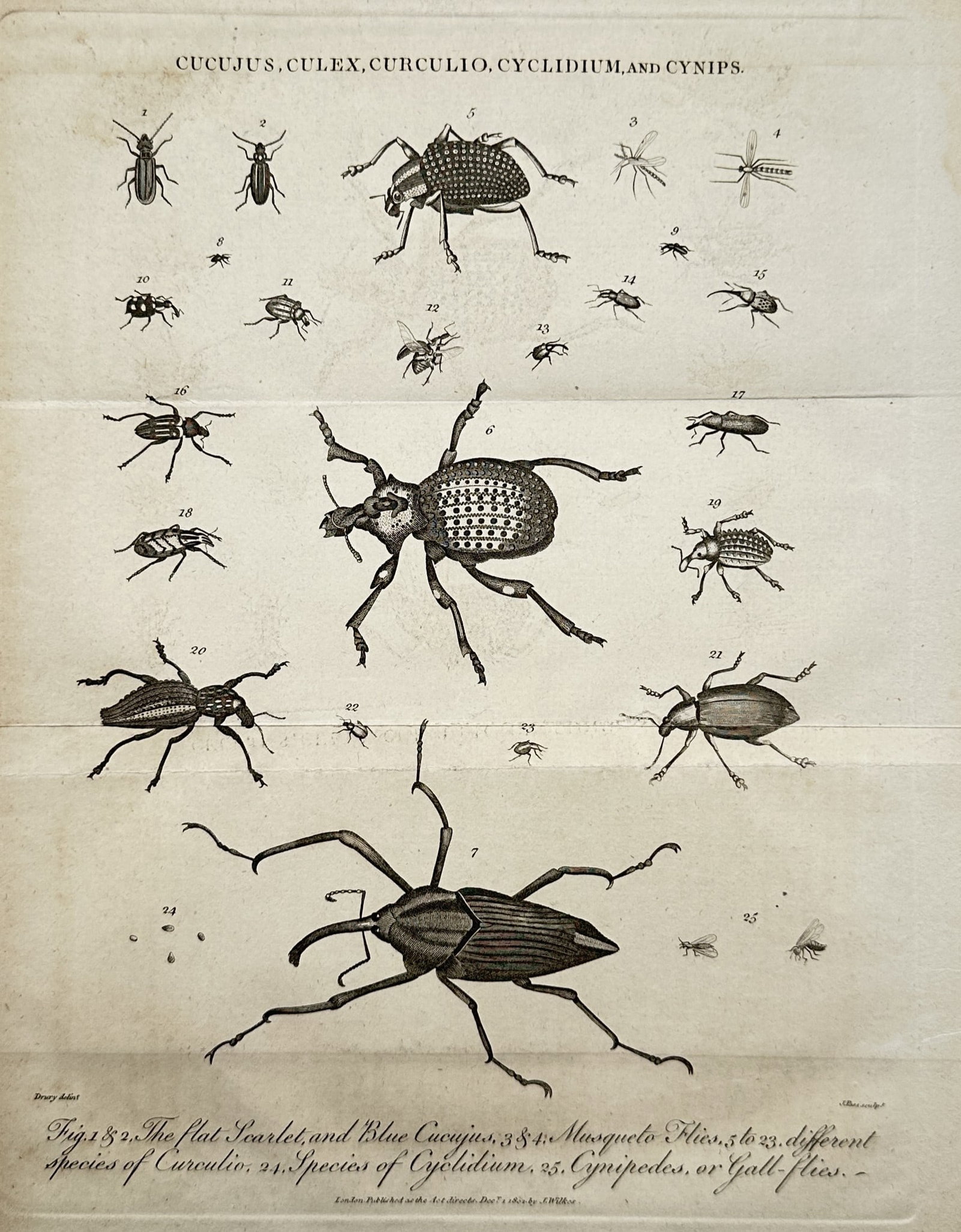 John Wilkes – Entomological Study of Cucujus, Culex, Curculio, Cyclidium, and Cynips – Engraving (1 of 2)