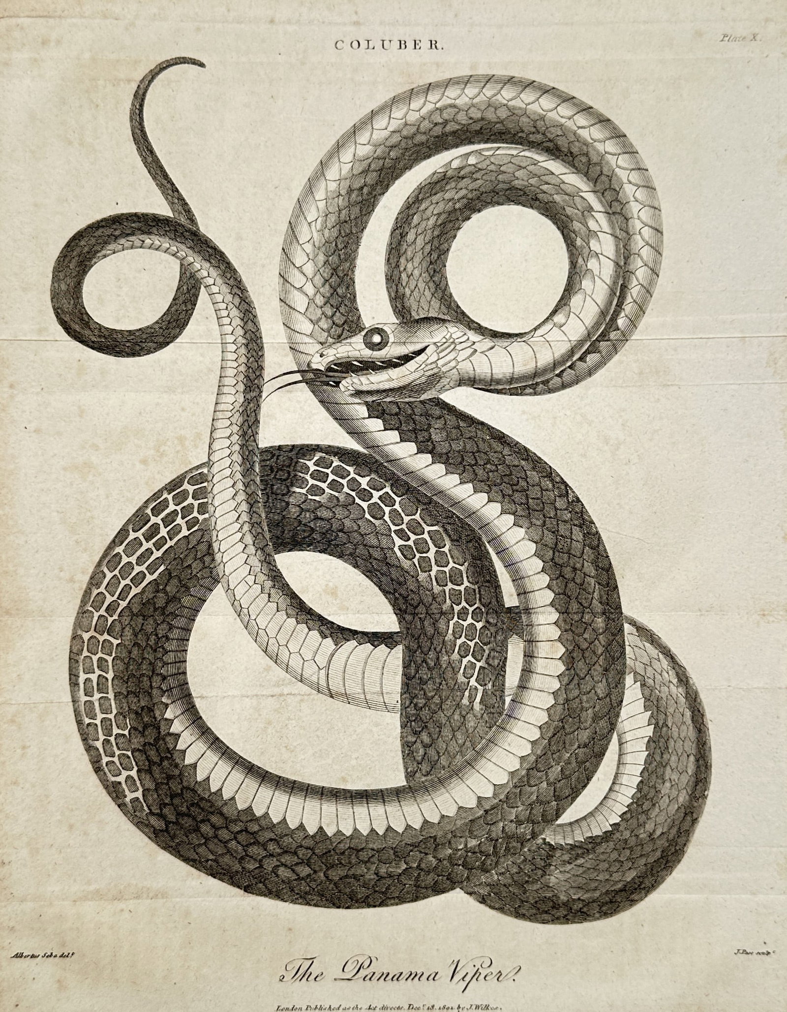John Wilkes – Herpetological Study of the Panama Viper – Engraving (1801) (1 of 2)