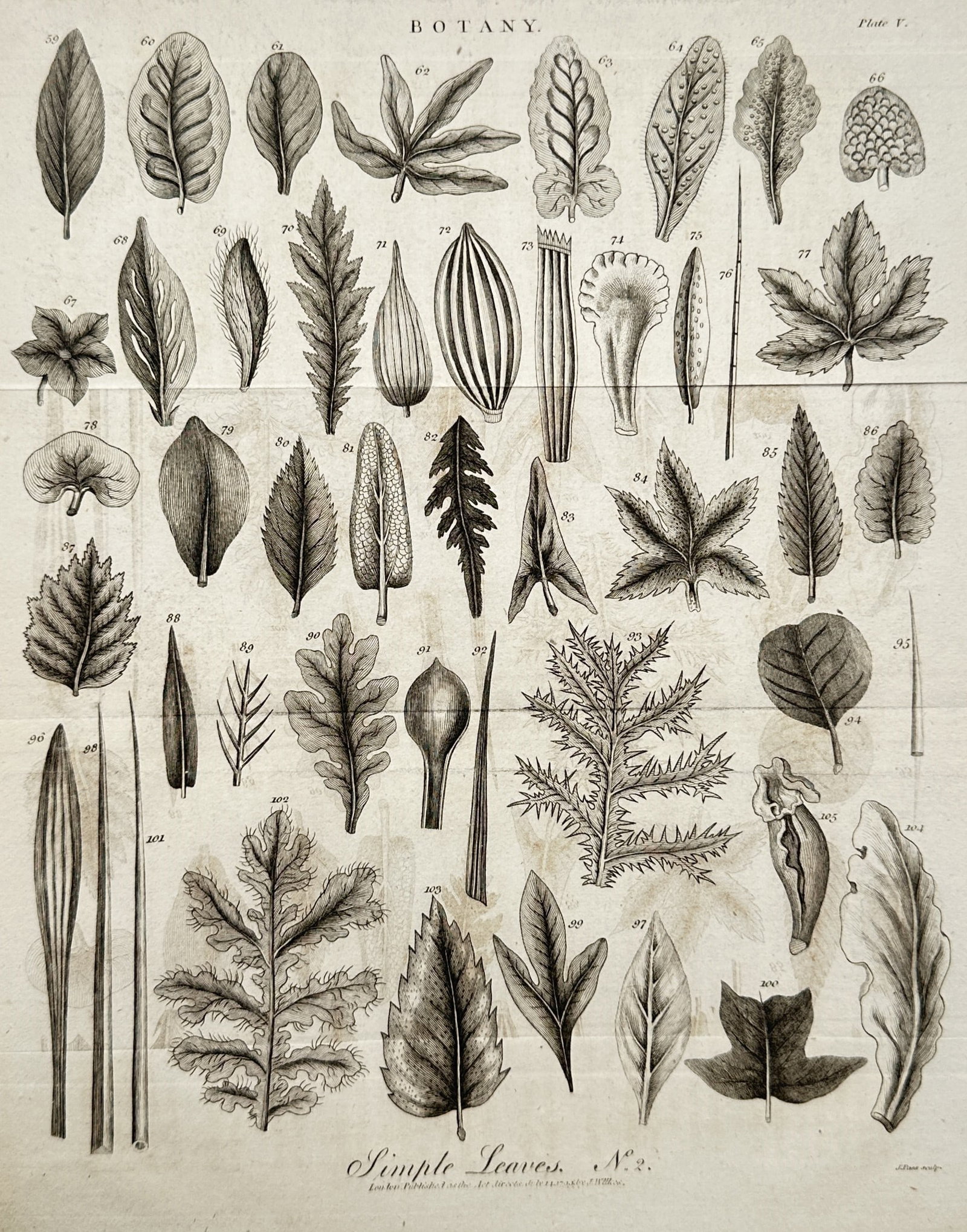 John Wilkes – Botanical Study of Simple Leaves – Engraving (1802) (1 of 2)