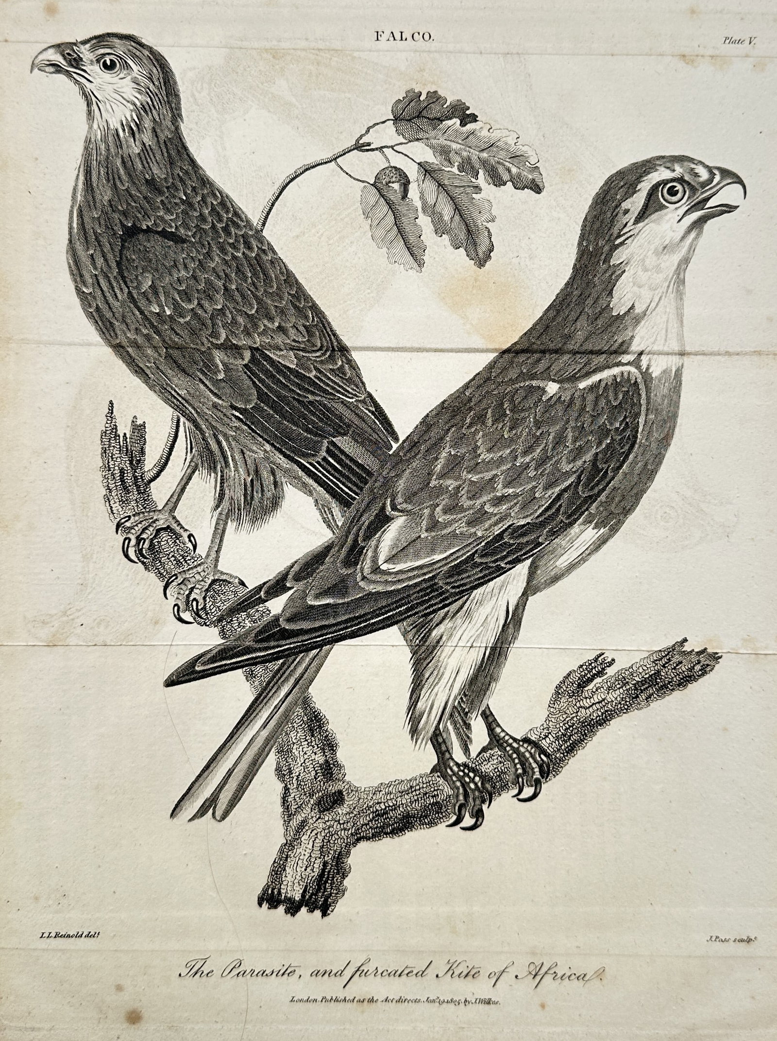 John Wilkes – Ornithological Study of African Kites – Engraving (1805): The Parasite, and Furcated Kite of Africa presents a scientific natural history illustration showcasing two birds of prey perched on a weathered tree branch. The composition features the predatory bir