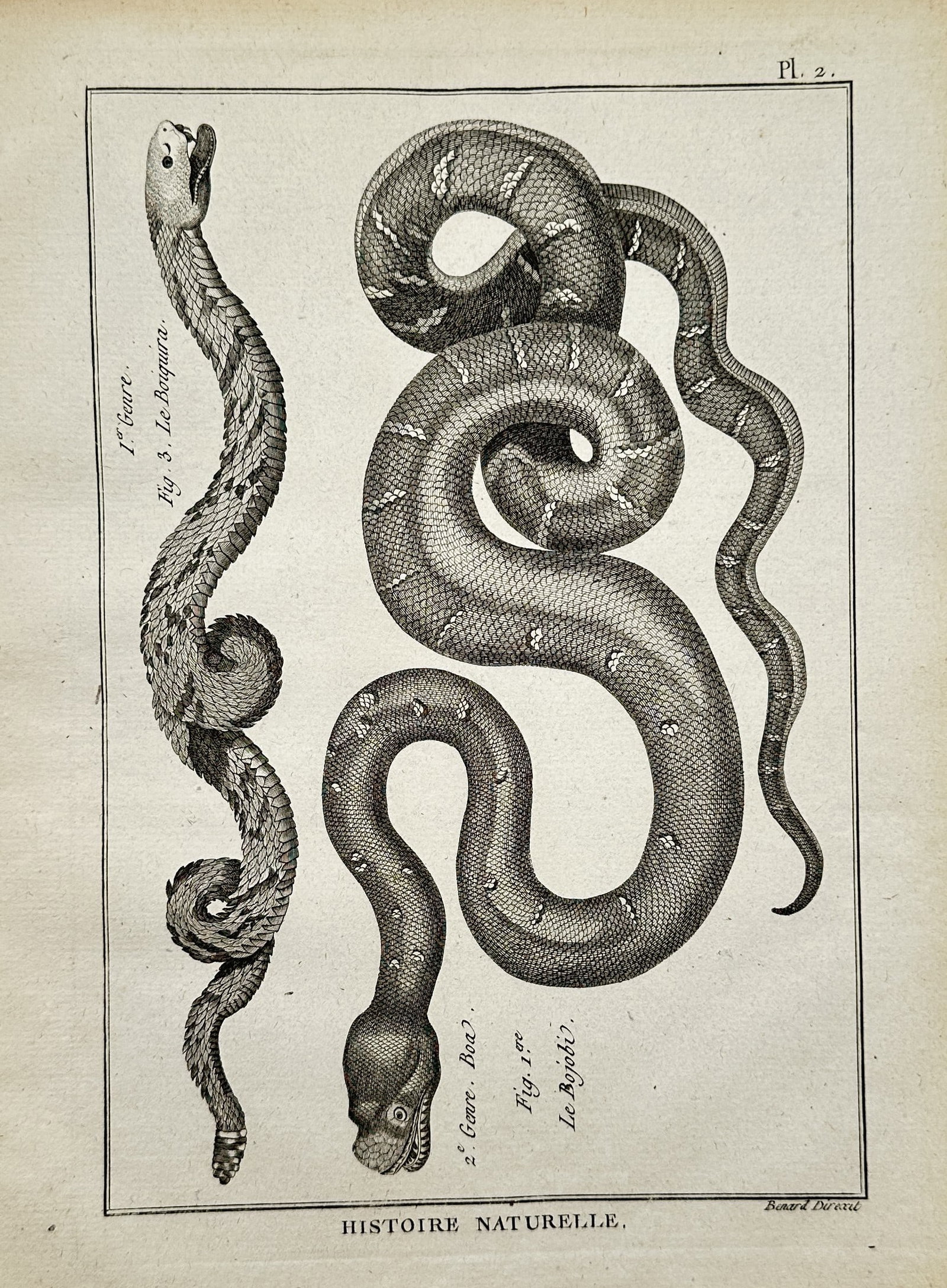 Robert Bénard (1734–1777) – Herpetological Study of Serpents – Engraving (1768): Histoire Naturelle presents a concise scientific natural history study showcasing two distinct serpent specimens arranged within a rectangular border. The composition displays an elongated snake with 