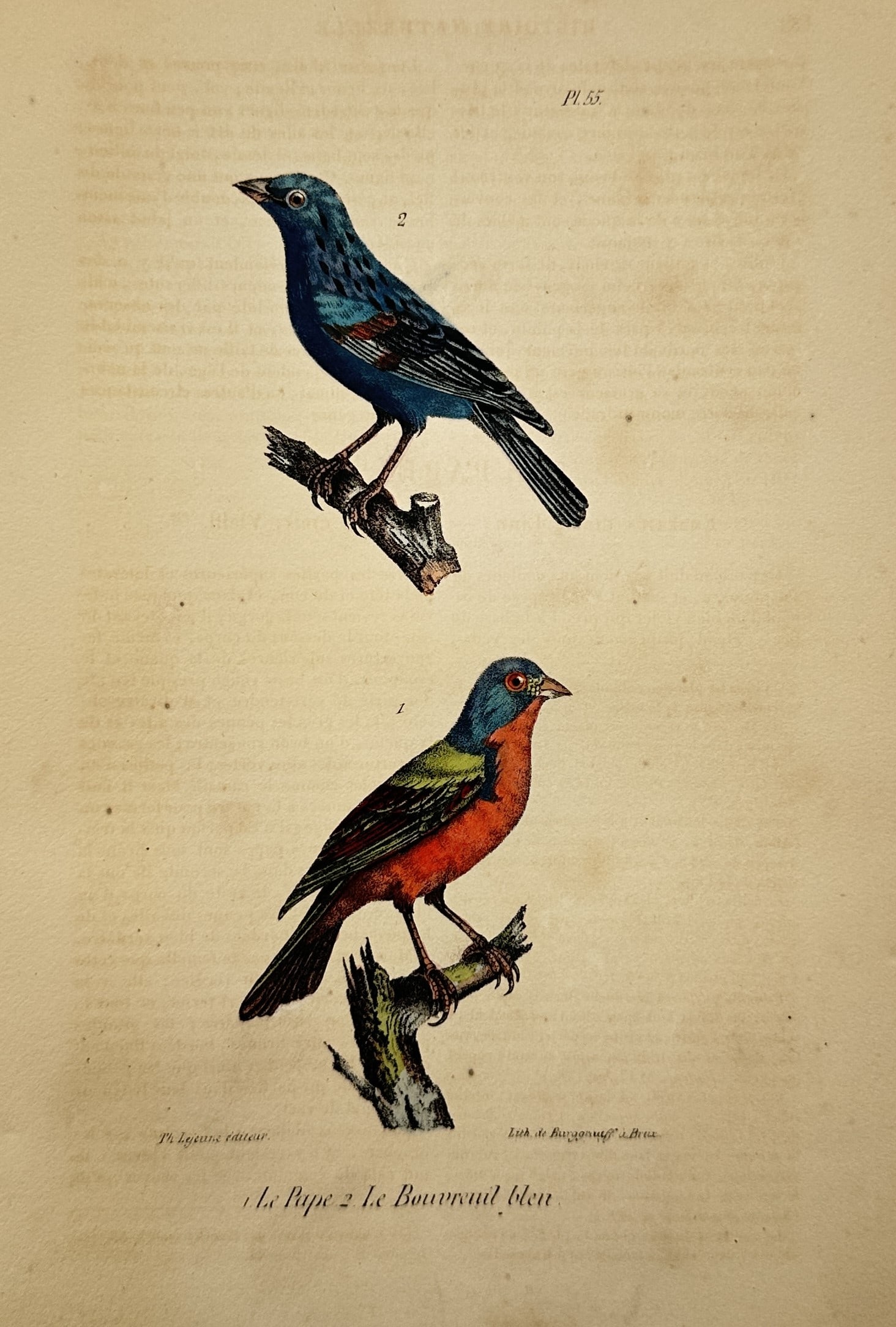 Theodore Lejeune – Ornithological Study of the Painted Bunting and Blue Bullfinch: Histoire Naturelle de l'Homme presents a concise scientific ornithological study showcasing two distinct songbird specimens. The composition displays an upper vibrant blue bird and a lower bird with m