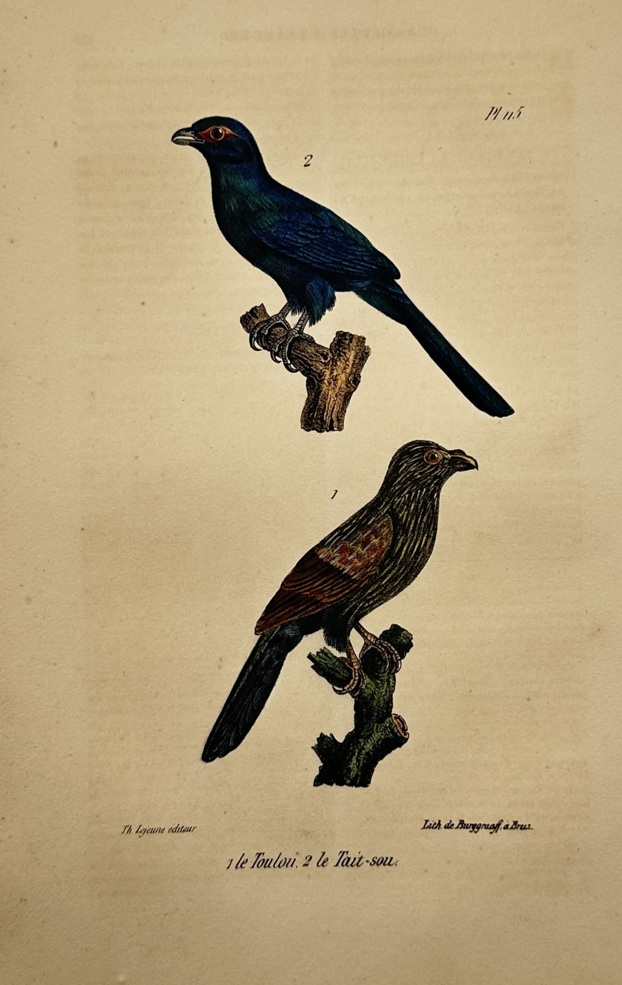 Theodore Lejeune – Ornithological Study of the Toulou and Tait-sou – Hand-coloured lithograph (1 of 2)