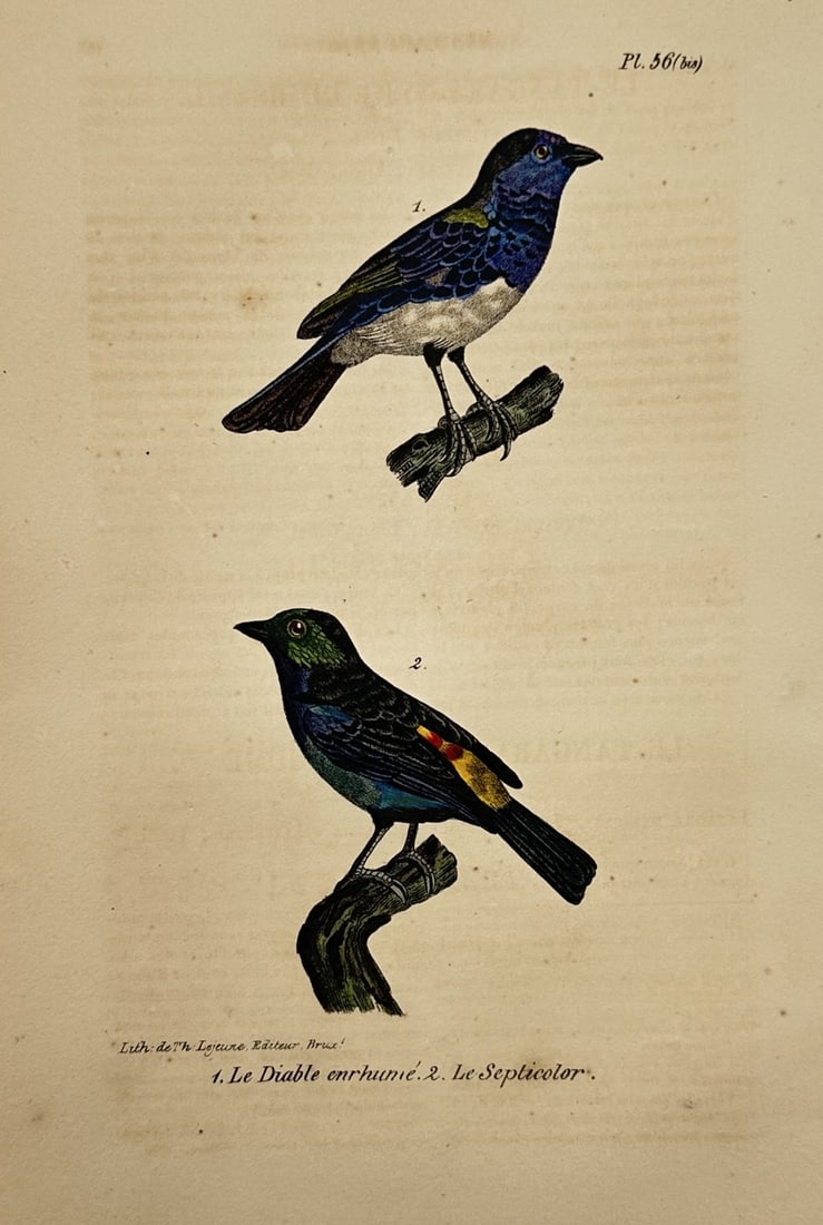 Theodore Lejeune – Ornithological Study of the Diable Enrhumé and Septicolor (1 of 2)