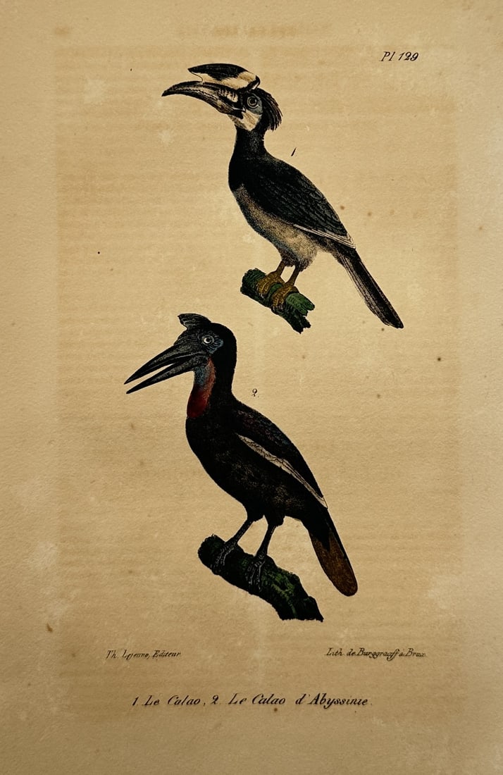 Theodore Lejeune – Ornithological Study of Hornbills – Hand-coloured lithograph (1828): Histoire Naturelle presents a concise scientific ornithological study showcasing two distinct hornbill specimens. The composition displays an upper bird with a prominent casque on its bill and a lower