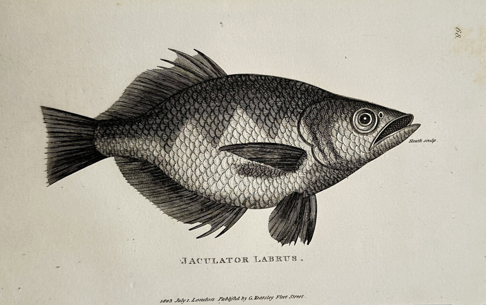 George Shaw (1751–1813) – Ichthyological Study of the Jaculator Labrus – Engraving (1803) (1 of 2)