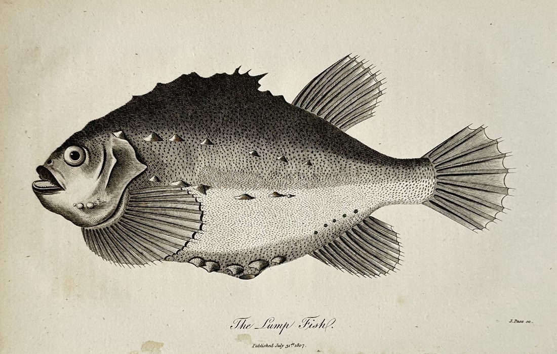 George Shaw (1751–1813) – Ichthyological Study of the Lump Fish – Engraving (1803): The Lump Fish presents a concise scientific ichthyological study showcasing a single fish specimen from a lateral perspective. The composition displays the marine creature rendered with characteristic