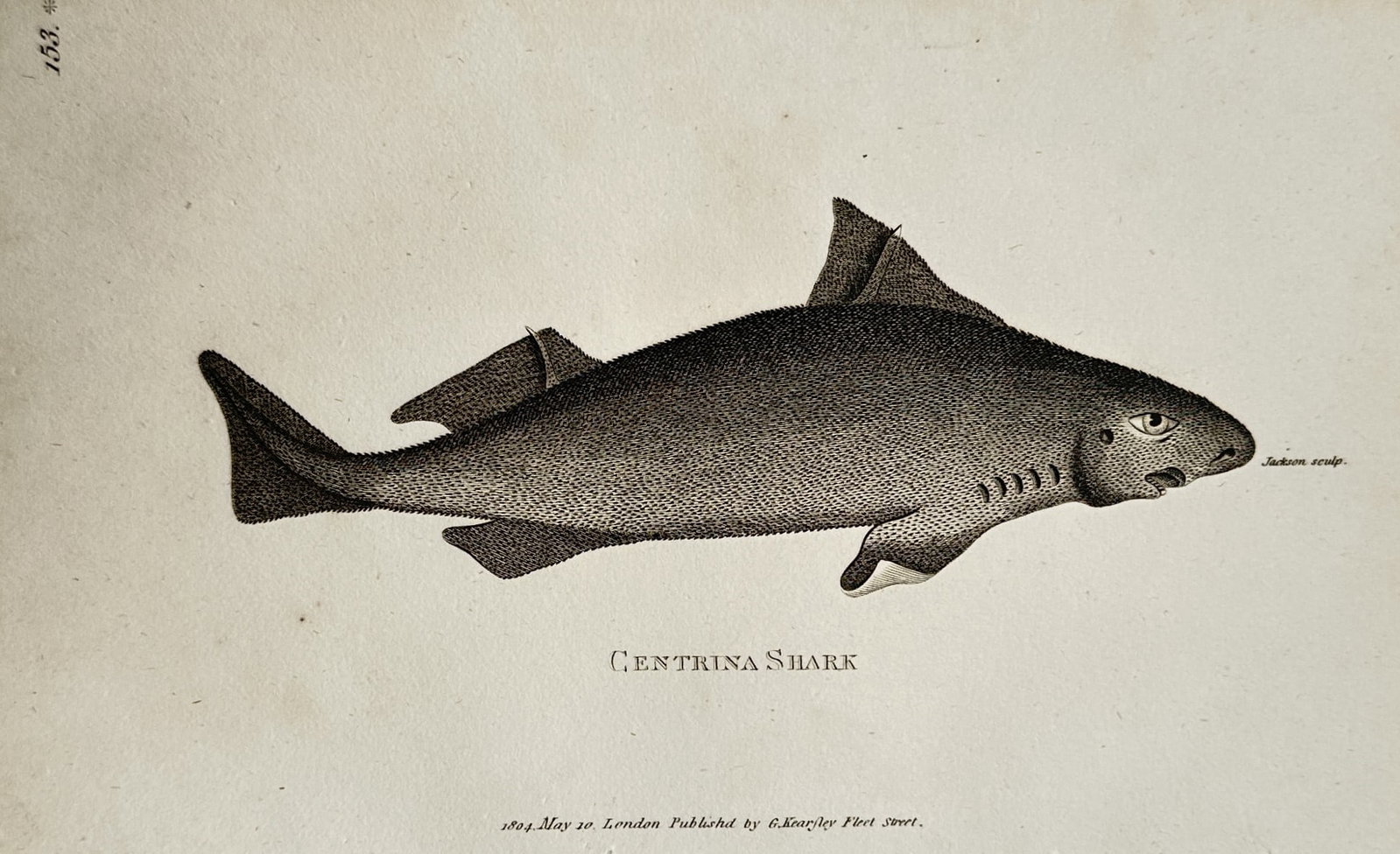 George Shaw (1751–1813) – Ichthyological Study of the Centrina Shark – Engraving (1804) (1 of 2)