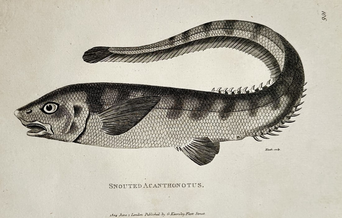 George Shaw (1751–1813) – Ichthyological Study of the Snouted Acanthonotus – Engraving (1804) (1 of 2)