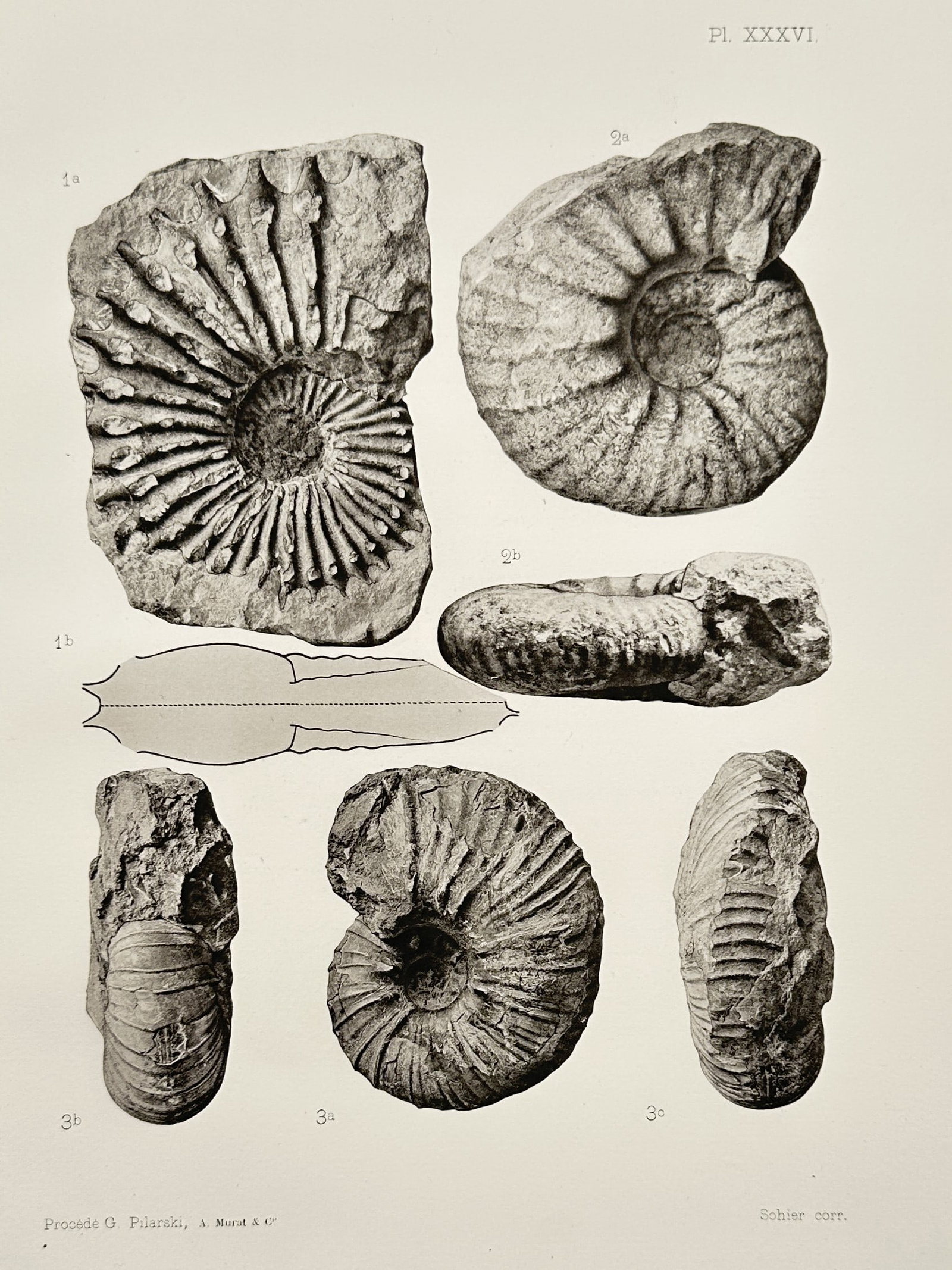 Albert de Grossouvre – Paleontological Study of Fossils – Collotype / Heliogravure (1894) (1 of 2)