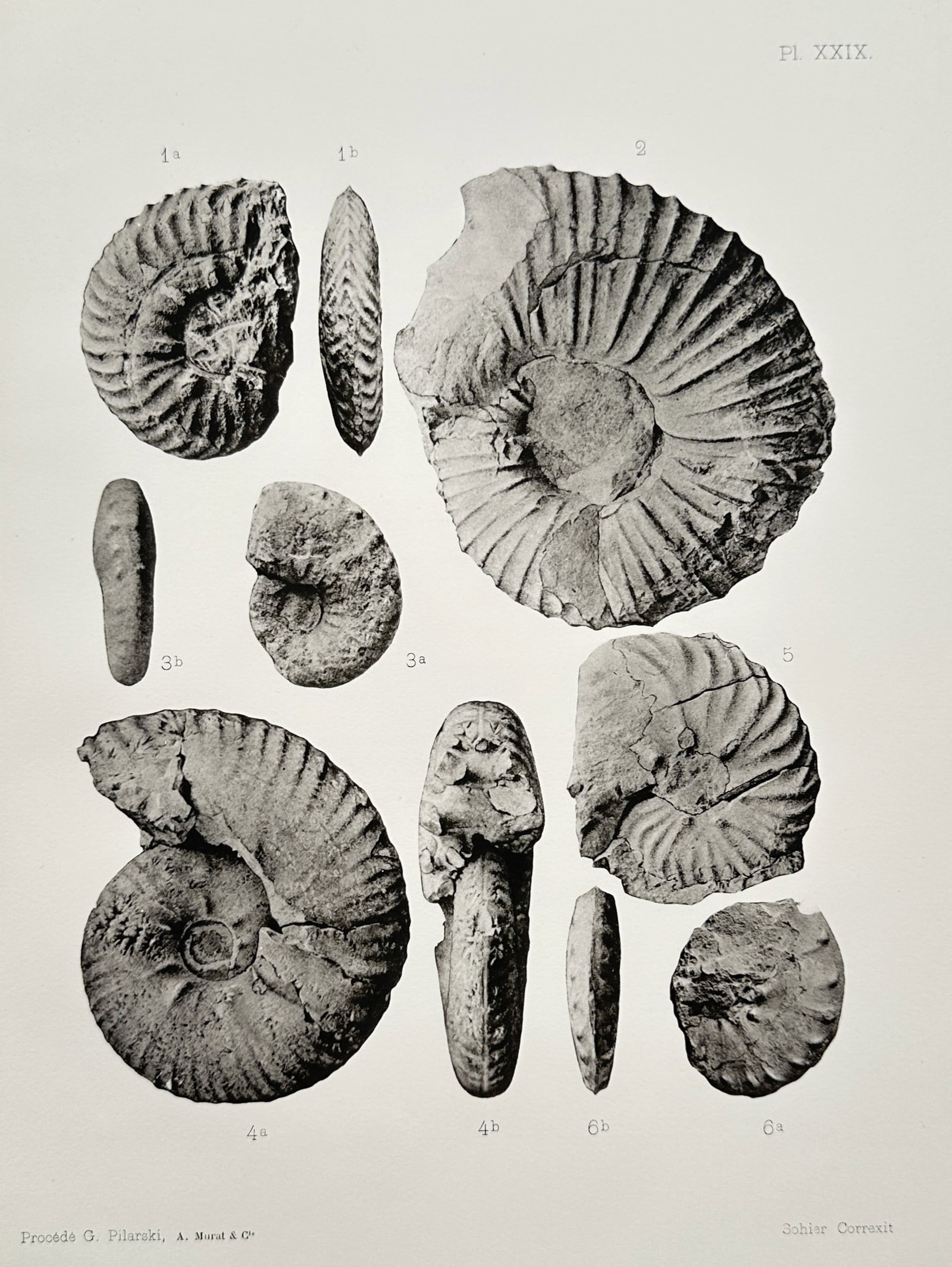 Albert de Grossouvre – Paleontological Study of Ammonite Fossils – Collotype / Heliogravure (1 of 2)