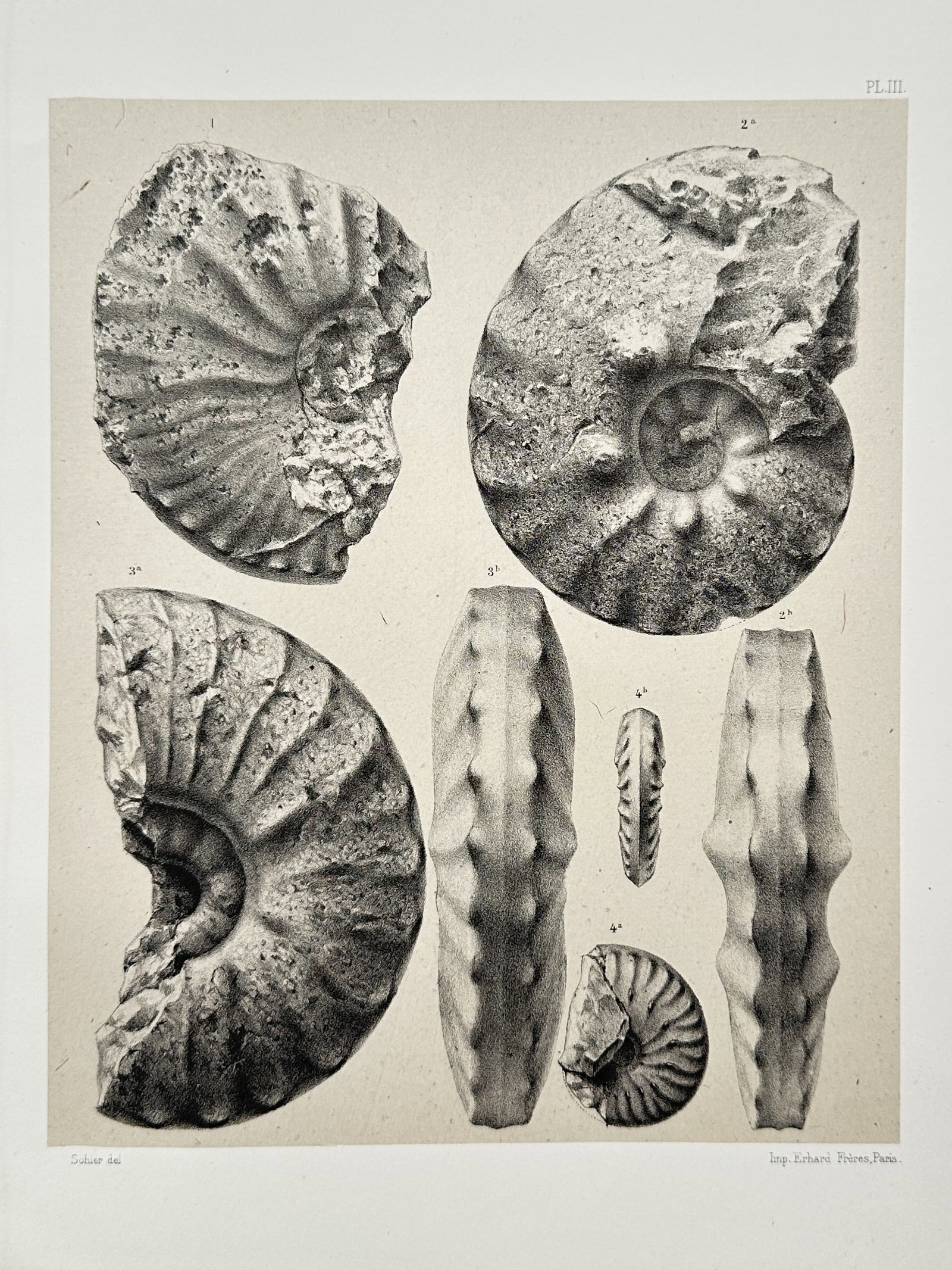 Albert de Grossouvre – Study of Ammonite Fossils – Collotype / Heliogravure (1894) (1 of 2)