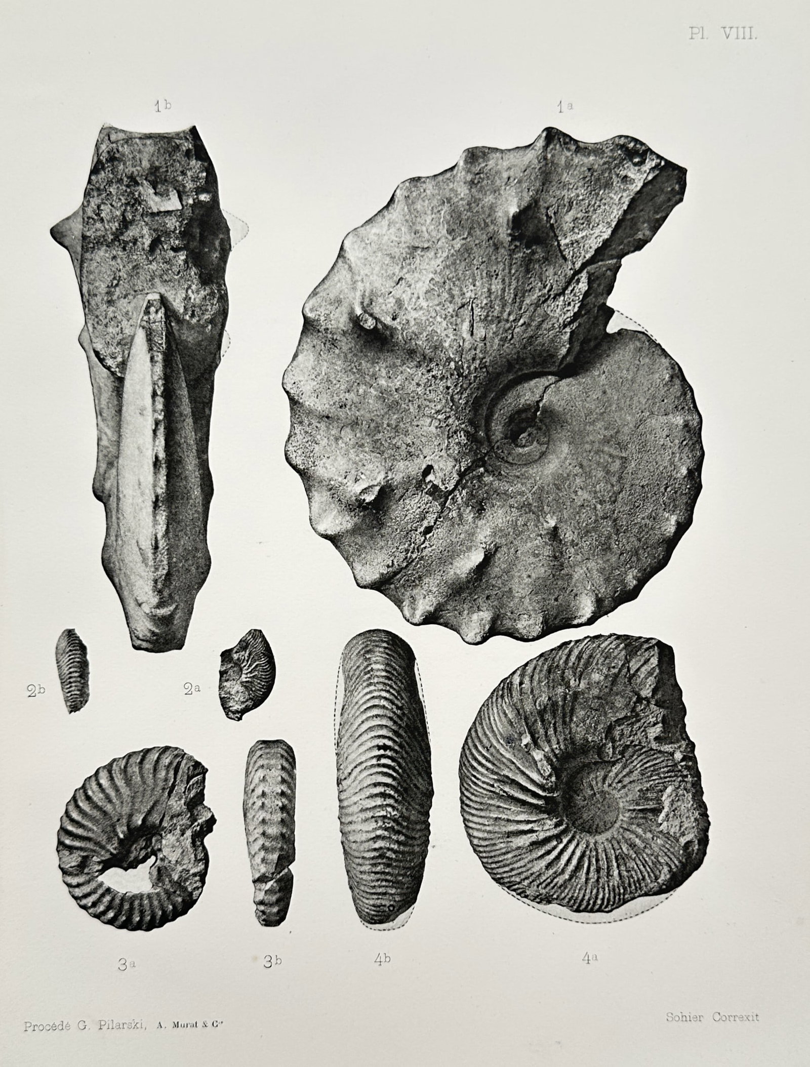 Albert de Grossouvre – Paleontological Study of Prehistoric Fossils – Collotype / Heliogravure (1 of 2)