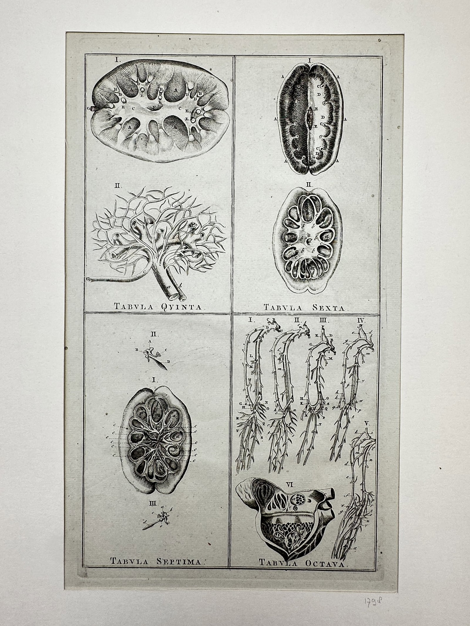 Jan Barend Elwe – Botanical and Anatomical Study of Seed Vessels and Plant Structures (1 of 2)