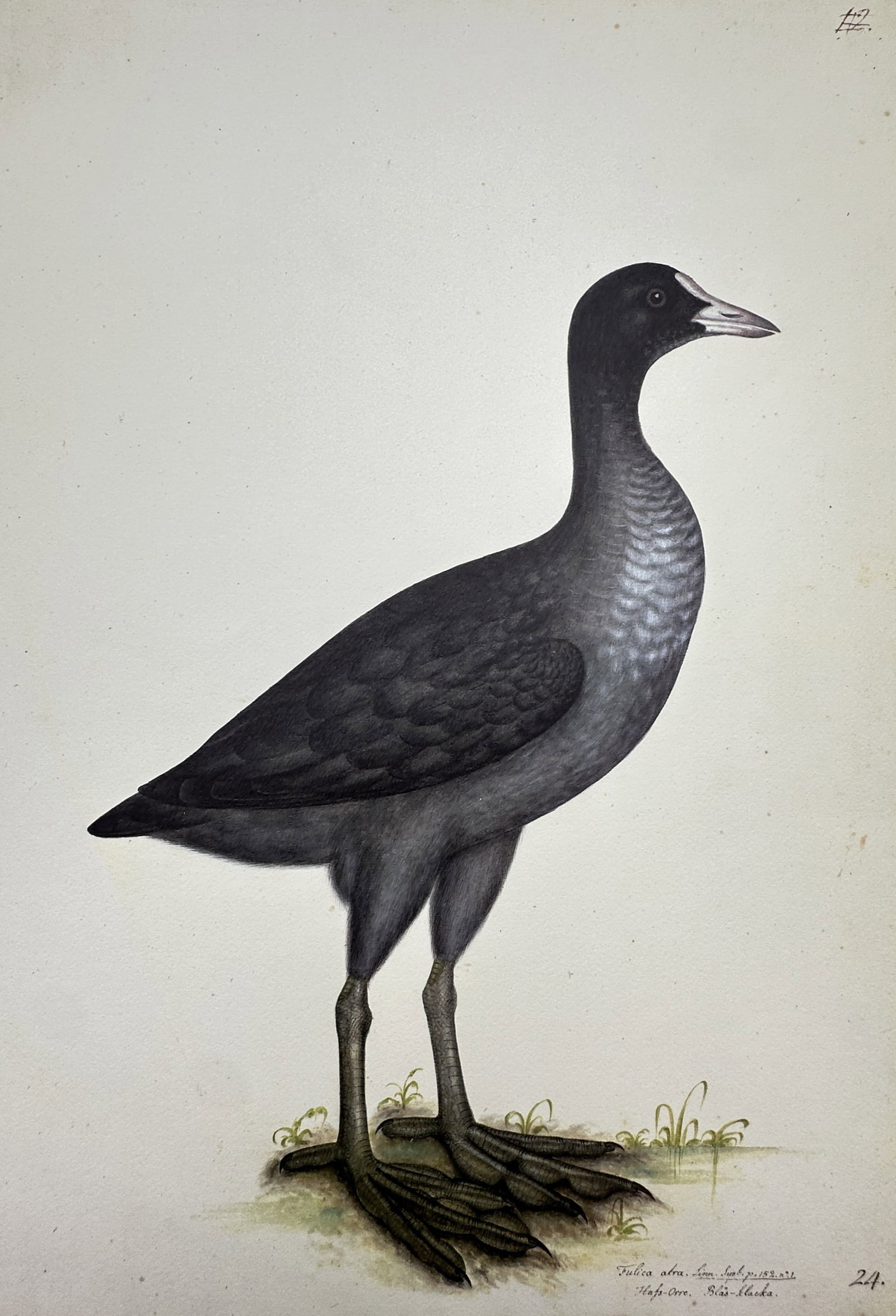 Olof Rudbeck the Younger – Ornithological Study of a Coot – Facsimile print printed on quality (1 of 2)