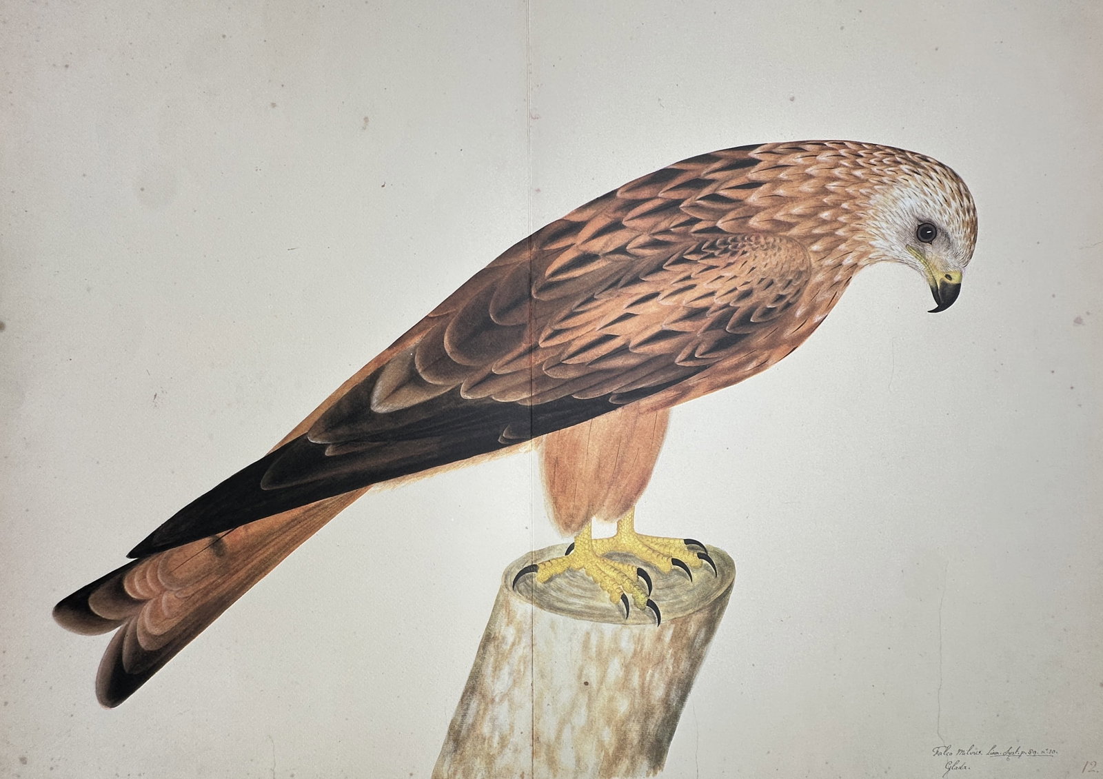 Olof Rudbeck the Younger – Ornithological Study of a Red Kite – Facsimile print printed on (1 of 2)
