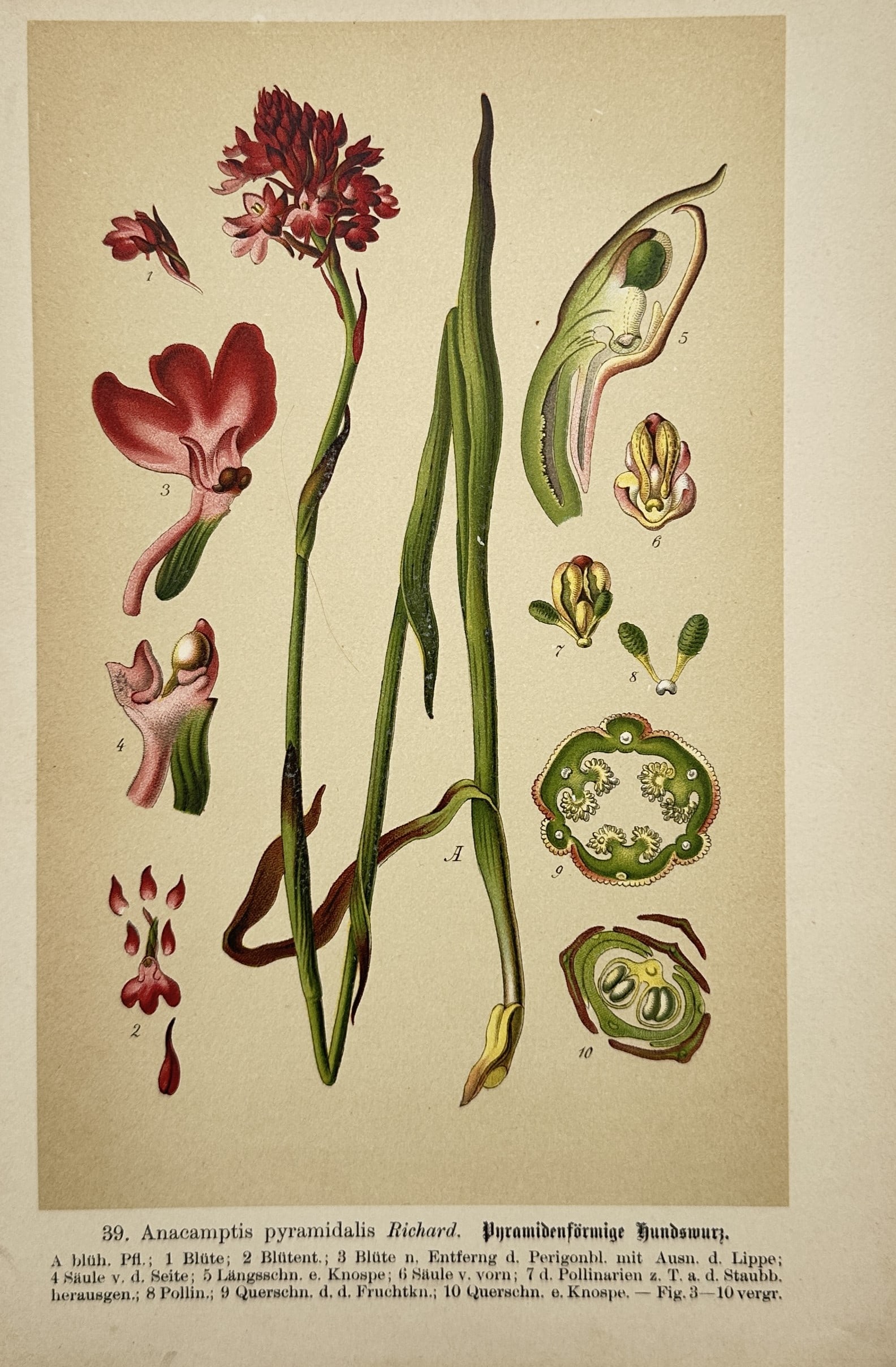 Max Schulze (1841–1921) – Botanical Study of Anacamptis Pyramidalis – Lithograph (1894) (1 of 2)