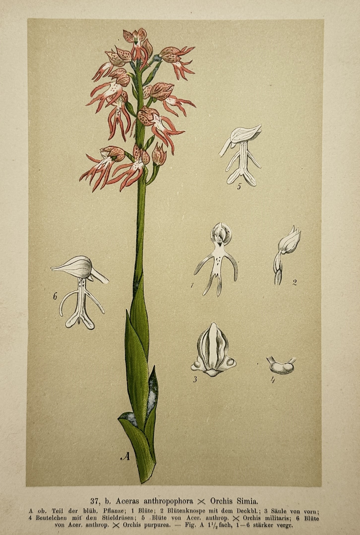 Max Schulze (1841–1921) – Botanical Study of Aceras Anthropophora x Orchis Simia – Lithograph (1 of 2)
