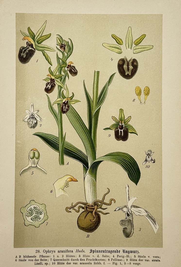 Max Schulze (1841–1921) – Botanical Study of Ophrys Aranifera – Lithograph (1894) (1 of 2)