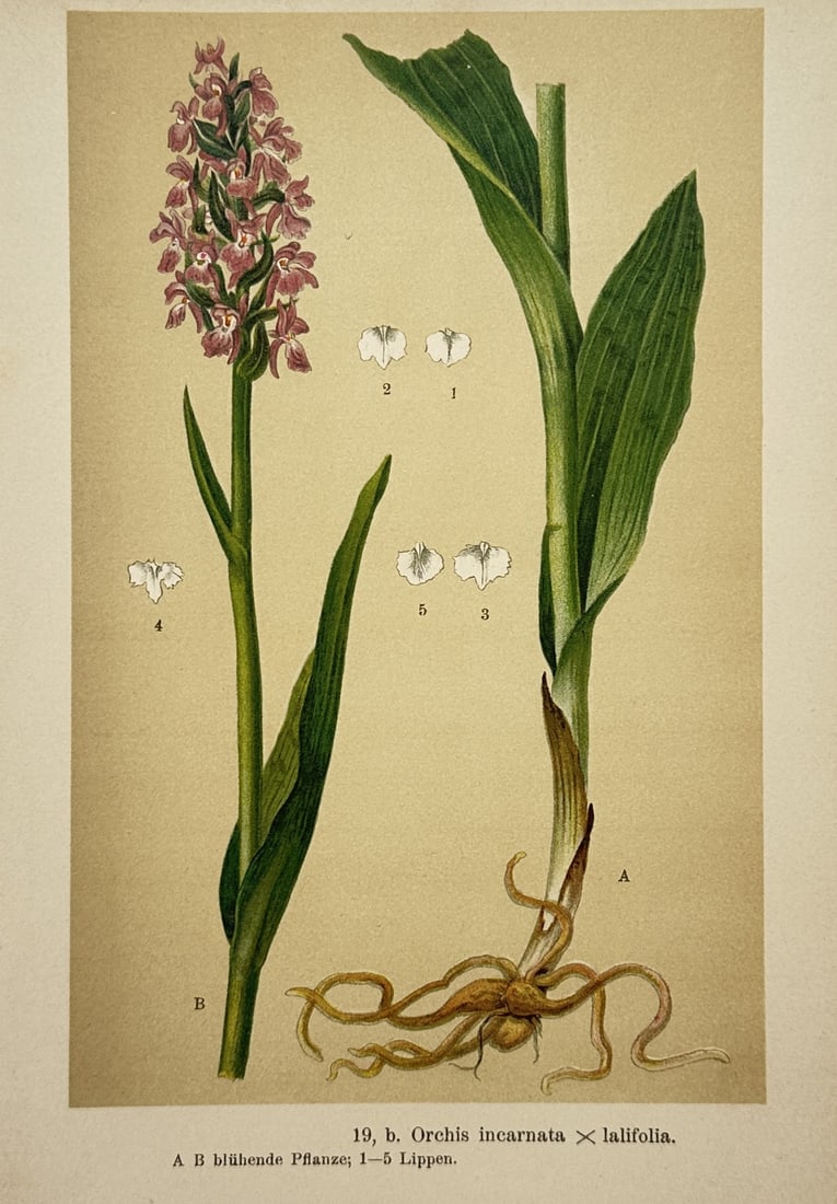 Max Schulze (1841–1921) – Botanical Study of Orchis Incarnata x Latifolia – Lithograph (1894) (1 of 2)