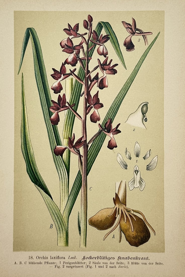 Max Schulze (1841–1921) – Botanical Study of Orchis Laxiflora – Lithograph (1894) (1 of 2)